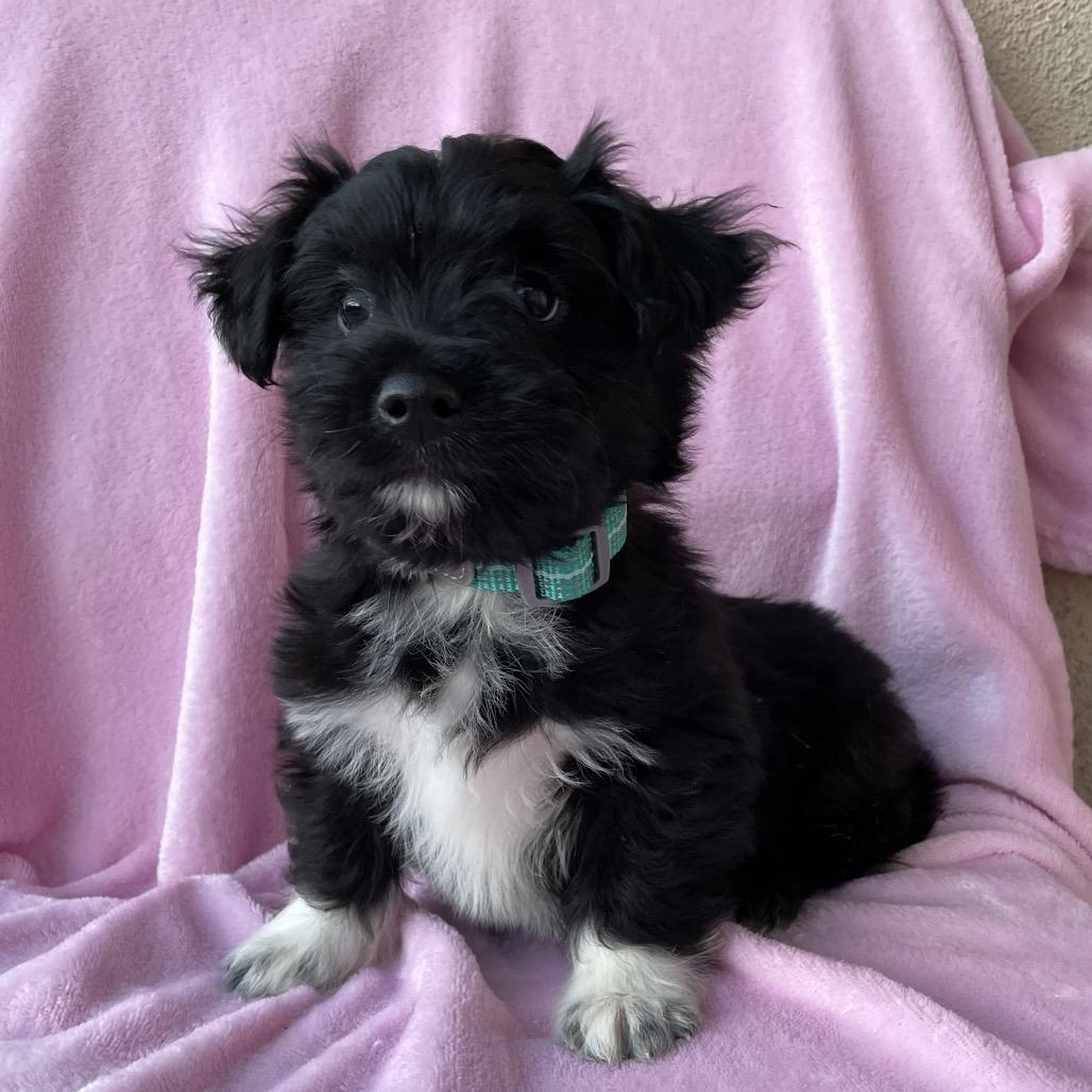 Mango, Adoptable, Puppy Male Shih Tzu & Terrier.