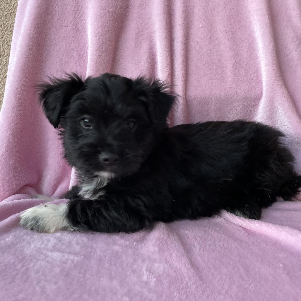 Enlarge Mango, a Adoptable mixed breed in Tucson, AZ image 2/2