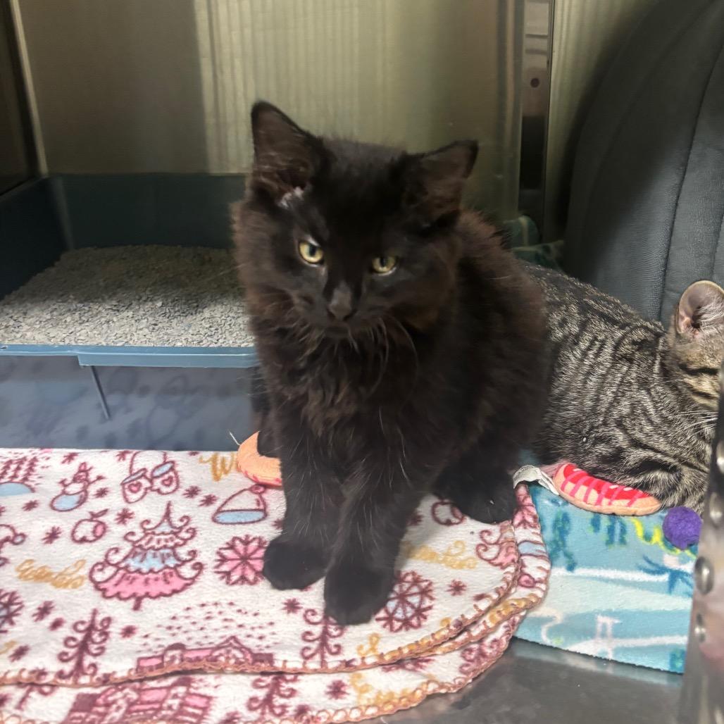 Fluffy, Adoptable, Kitten Male Domestic Long Hair.