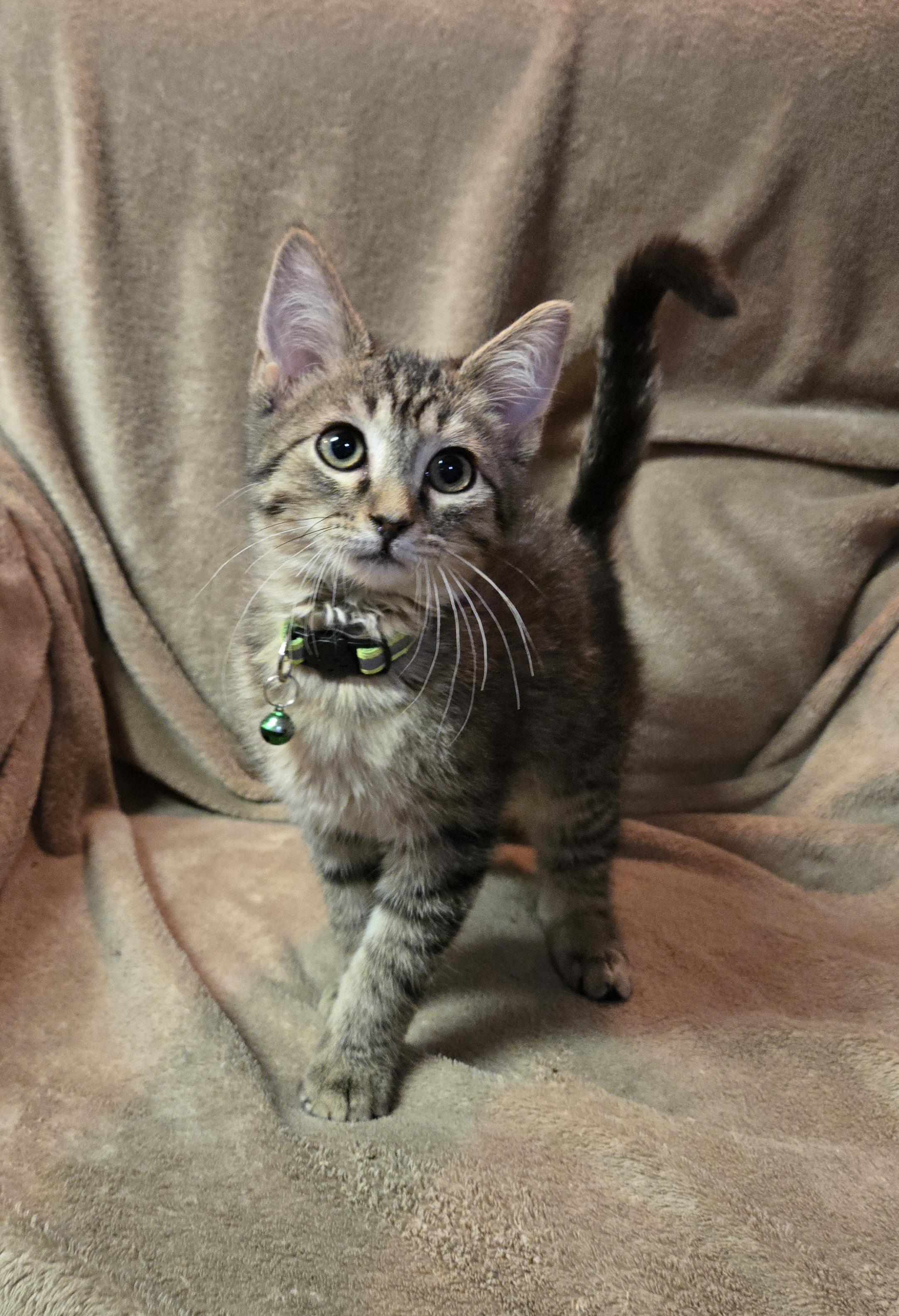 Johnnie Walker, an adopted Domestic Short Hair in Stoughton, WI image 3/5