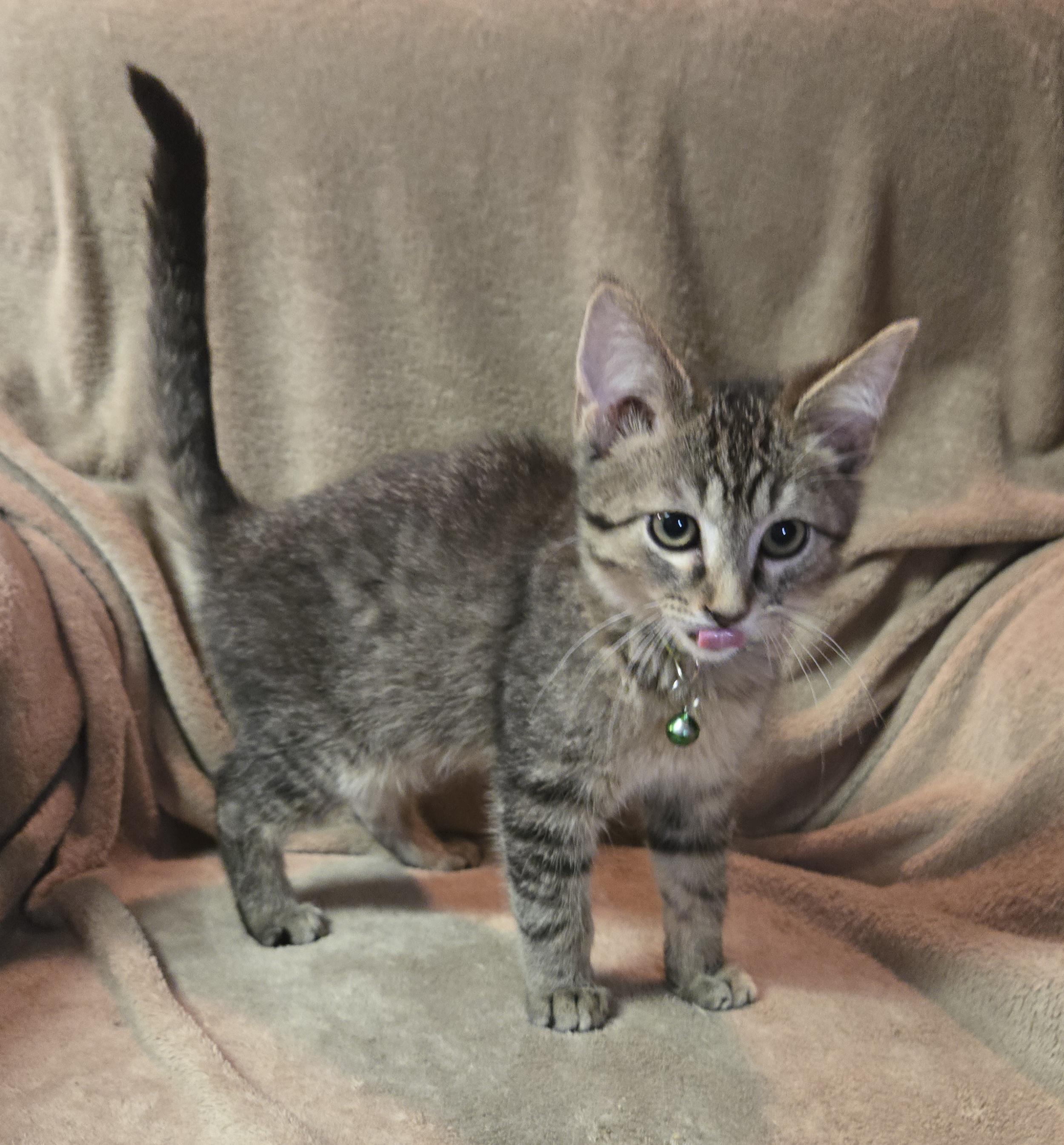 Johnnie Walker, an adopted Domestic Short Hair in Stoughton, WI image 5/5