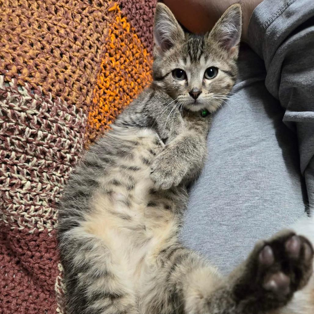 Johnnie Walker, an adopted Domestic Short Hair in Stoughton, WI image 2/5