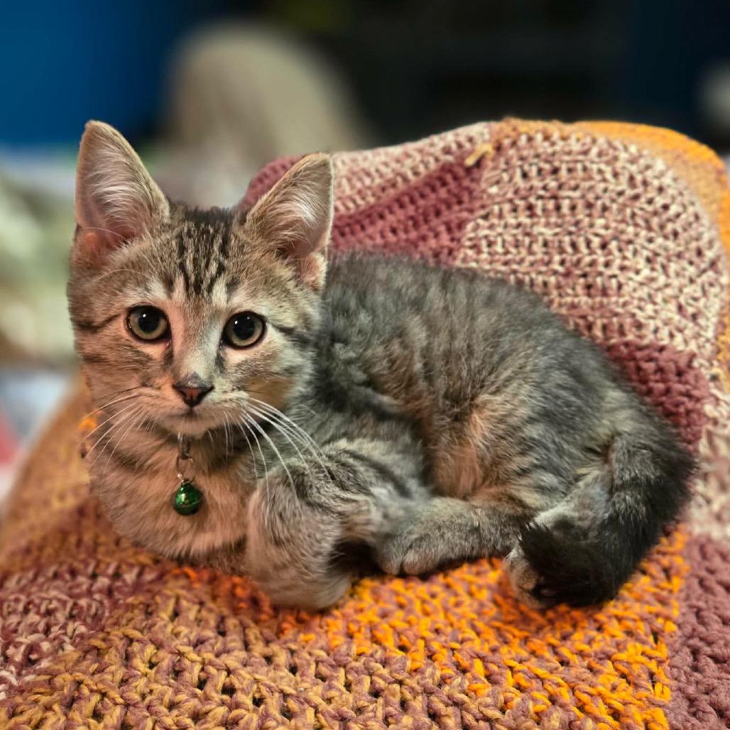 Johnnie Walker, an adopted Domestic Short Hair in Stoughton, WI image 1/5