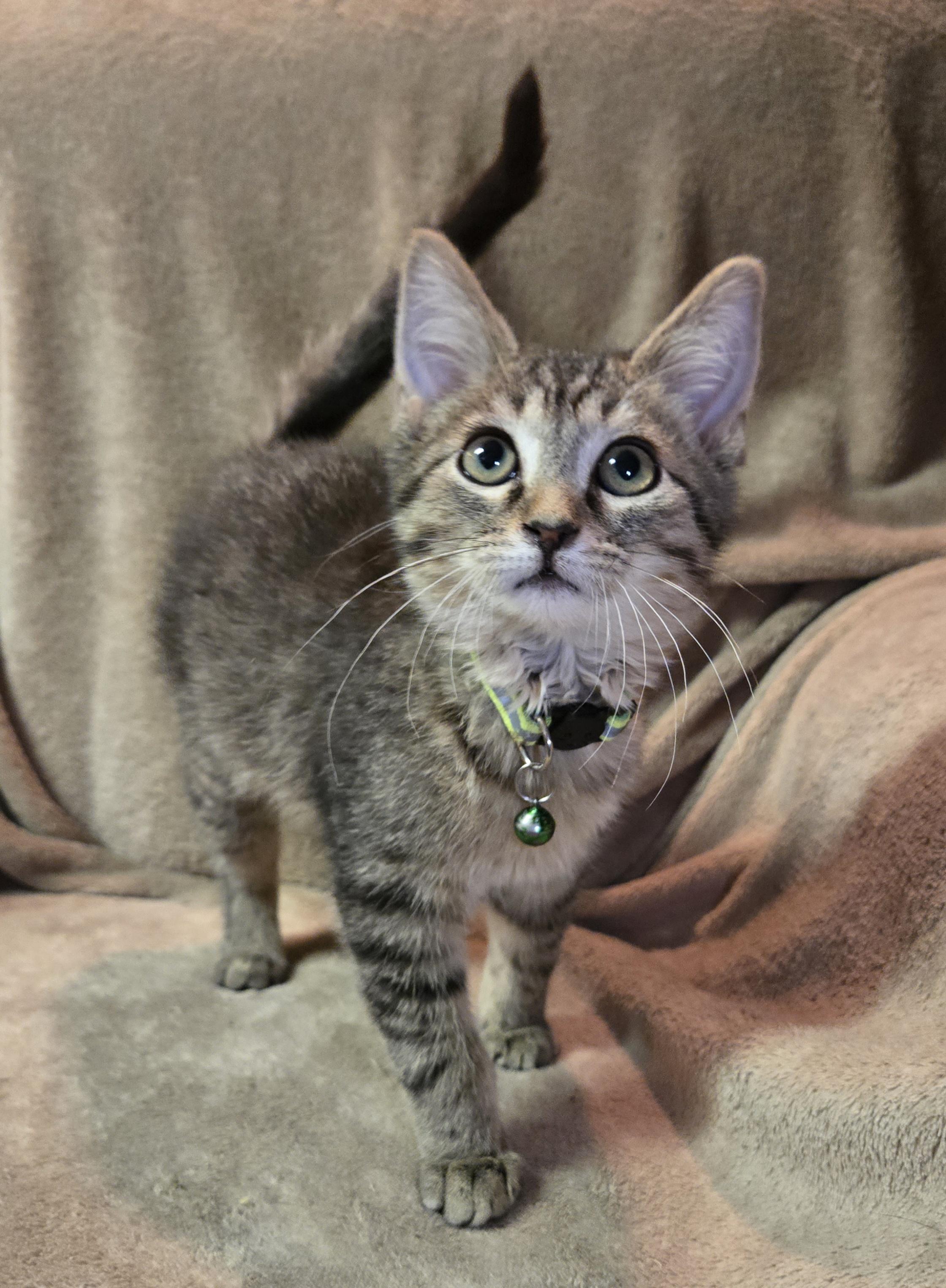 Johnnie Walker, an adopted Domestic Short Hair in Stoughton, WI image 4/5