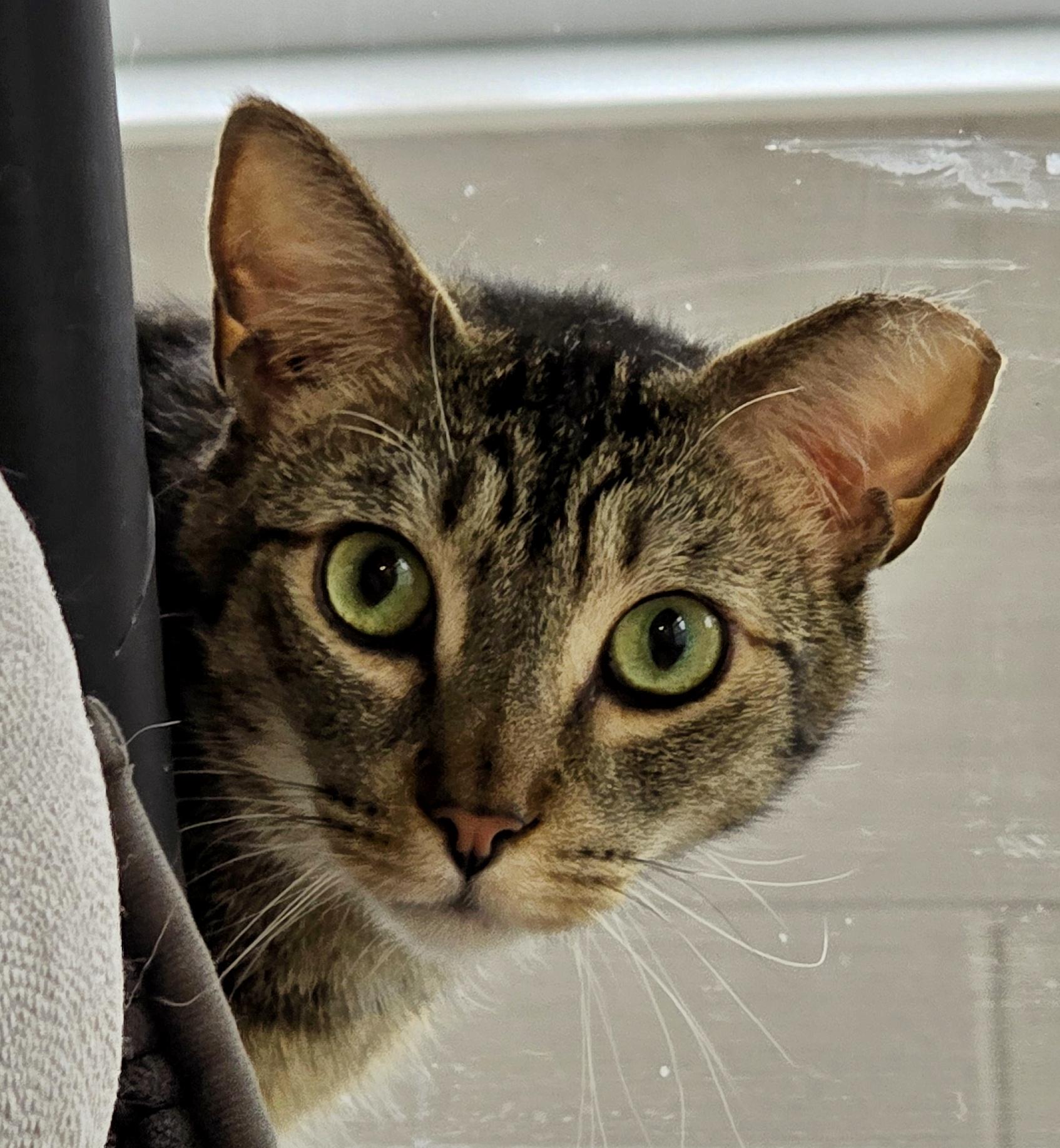 Enlarge 4-652 Monkey, a Adoptable mixed breed in Amityville, NY image 4/6