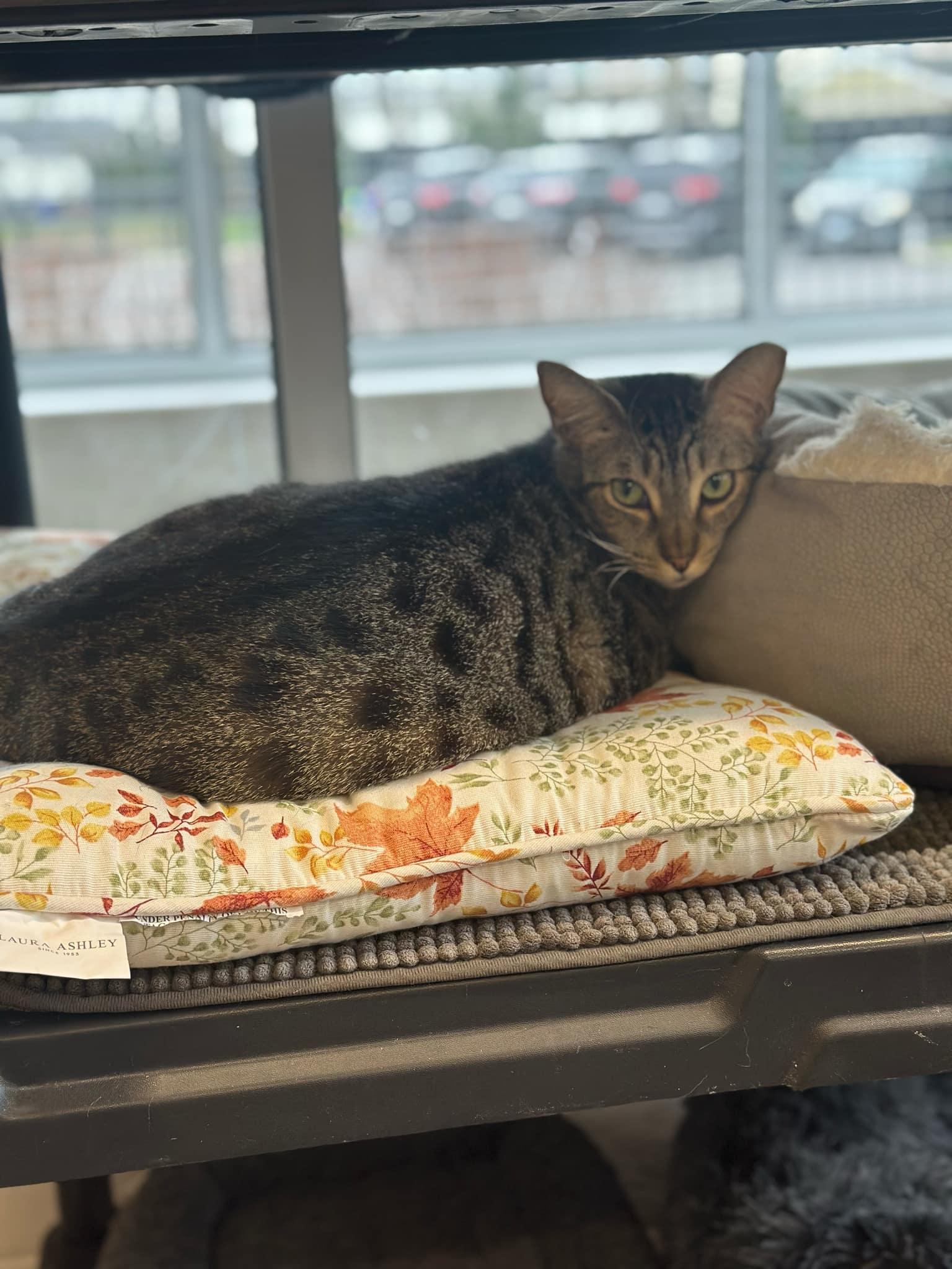 Enlarge 4-652 Monkey, a Adoptable mixed breed in Amityville, NY image 6/6