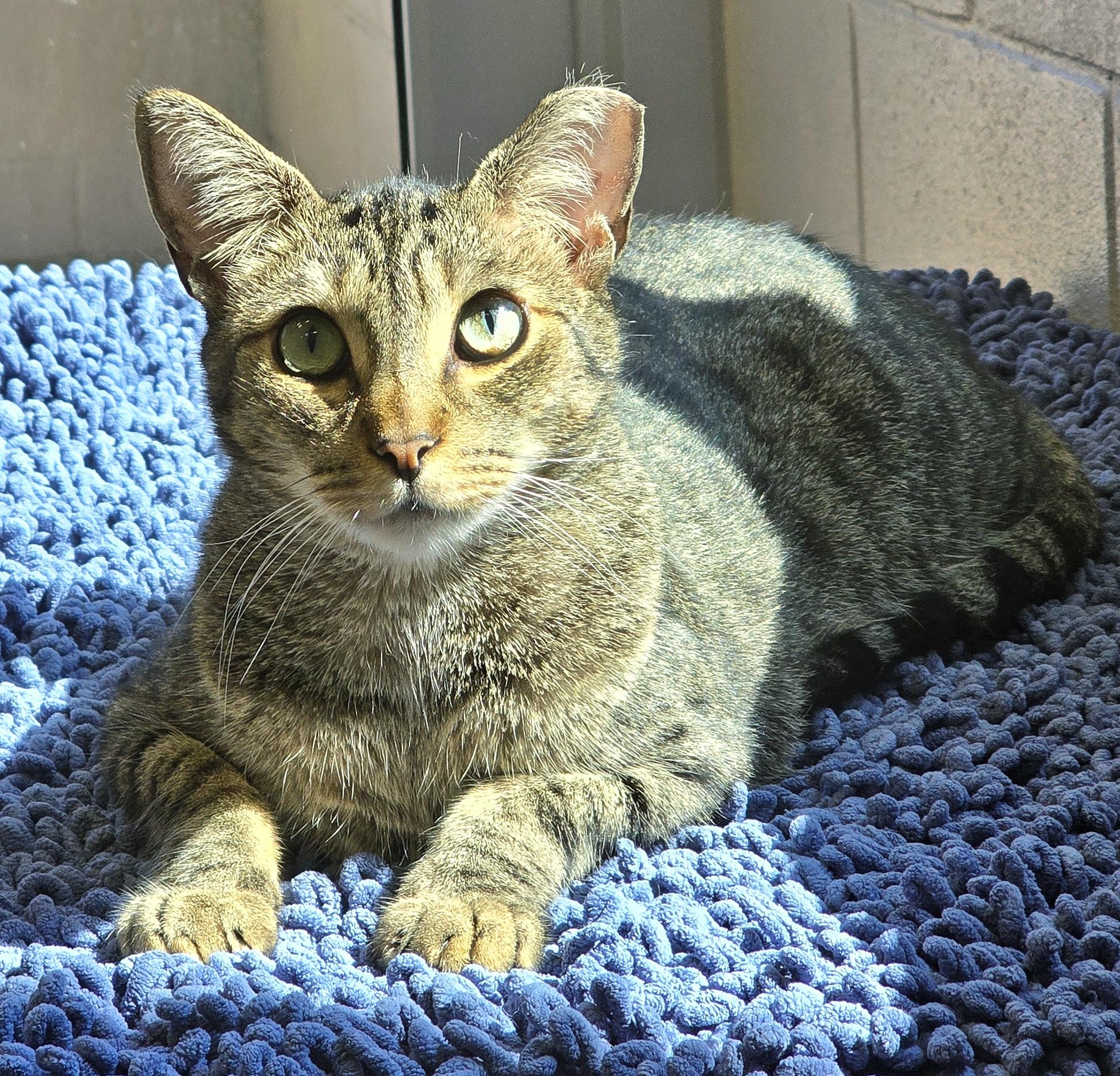 Enlarge 4-652 Monkey, a Adoptable mixed breed in Amityville, NY image 2/6