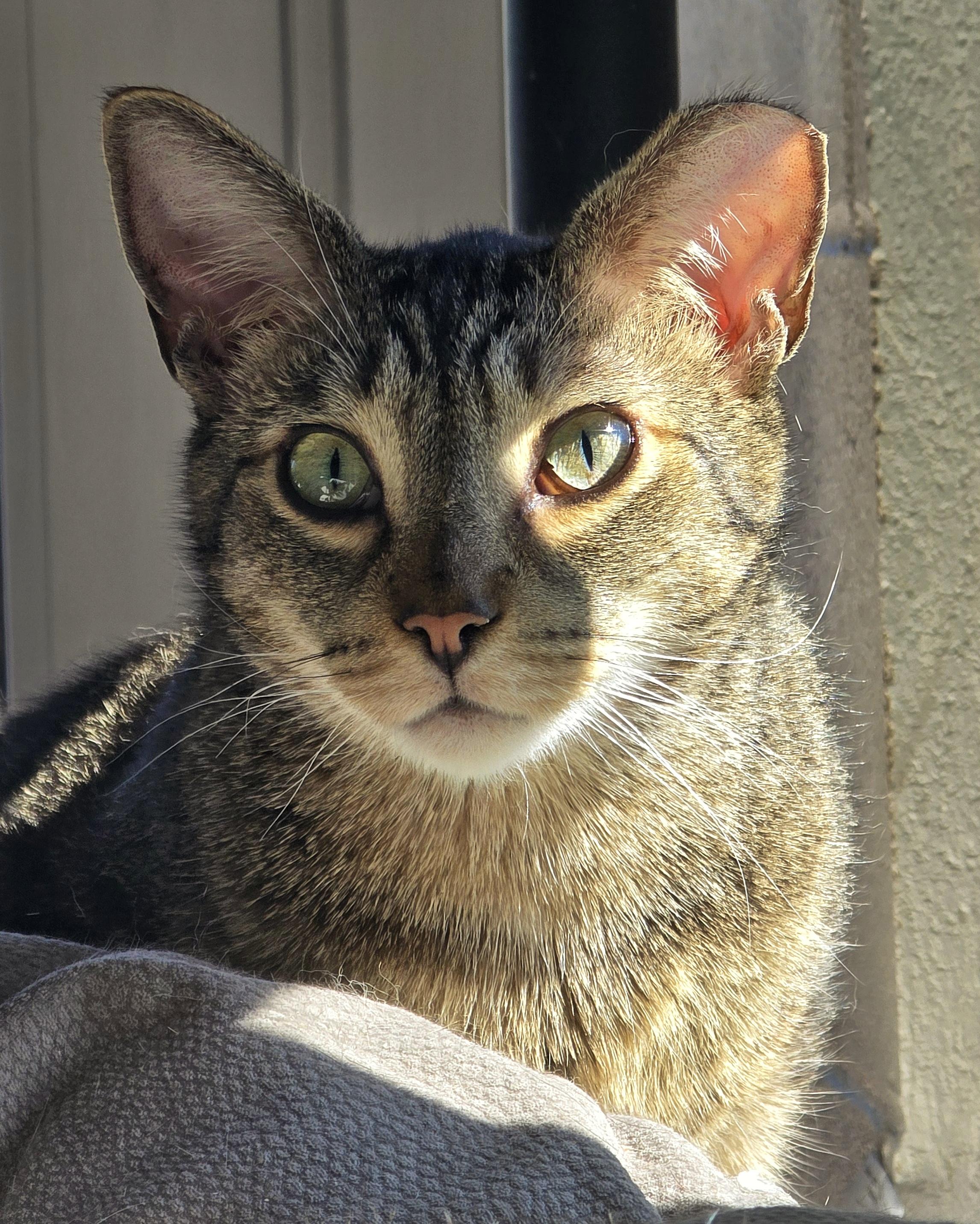 Enlarge 4-652 Monkey, a Adoptable mixed breed in Amityville, NY image 1/6