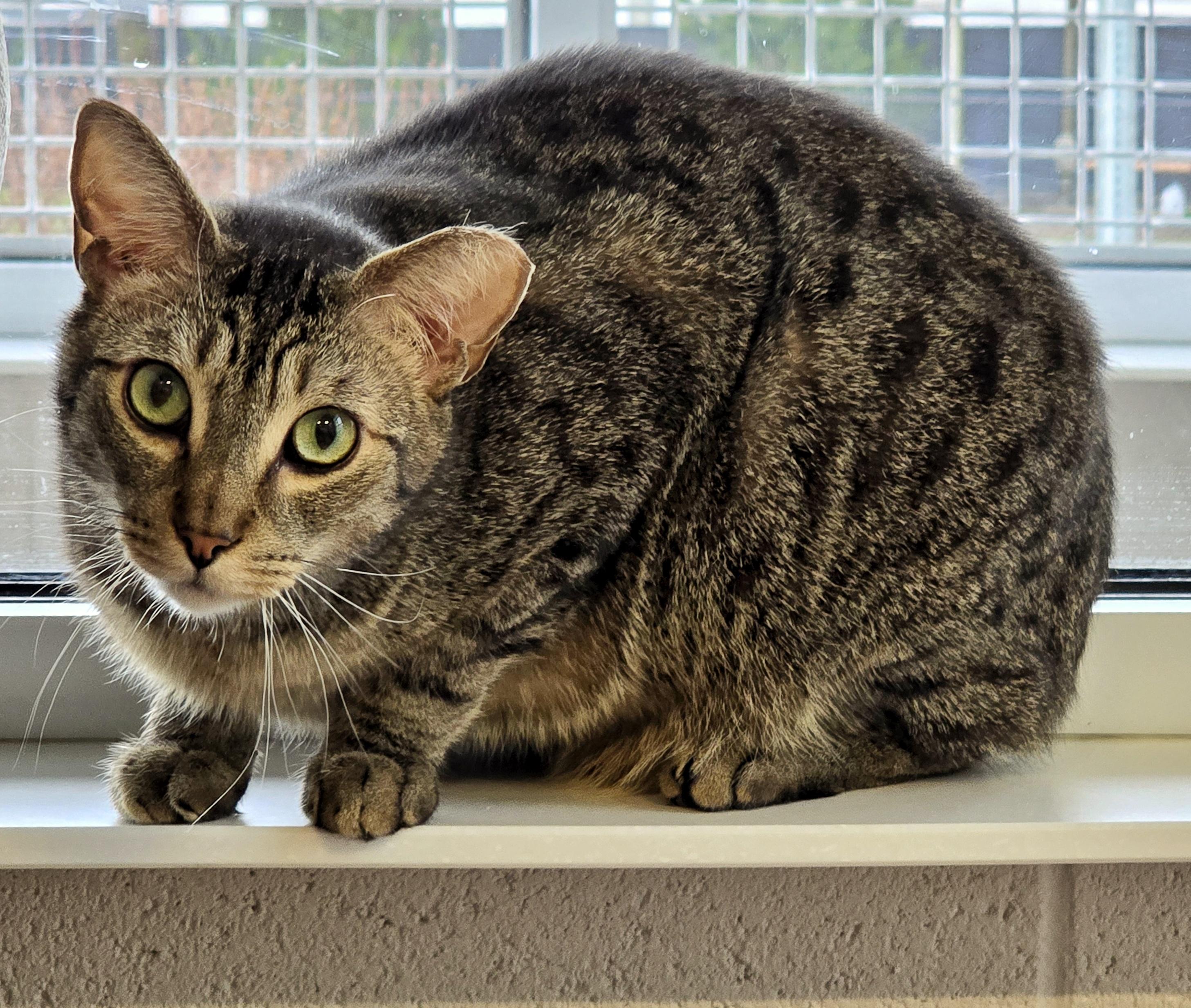 Enlarge 4-652 Monkey, a Adoptable mixed breed in Amityville, NY image 3/6