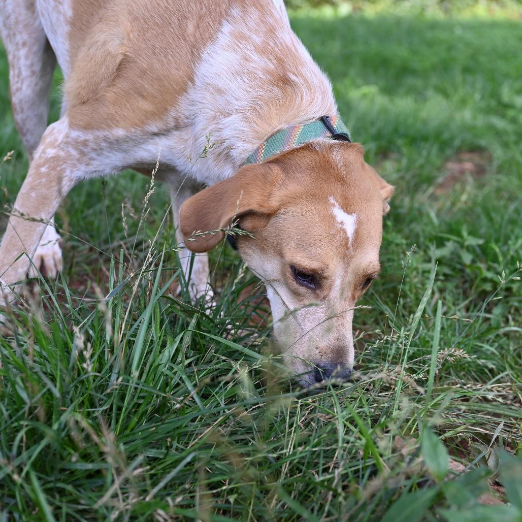 Buttercup G — thumbnail 2