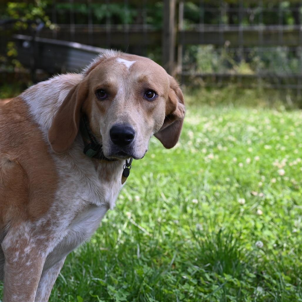 Buttercup G — thumbnail 6