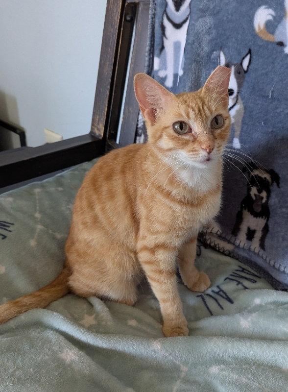 Pirouette, a Adopted Tabby in Ocala, FL image 1/3