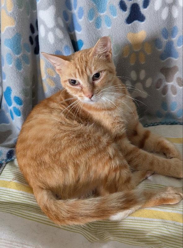Pirouette, a Adopted Tabby in Ocala, FL image 2/3