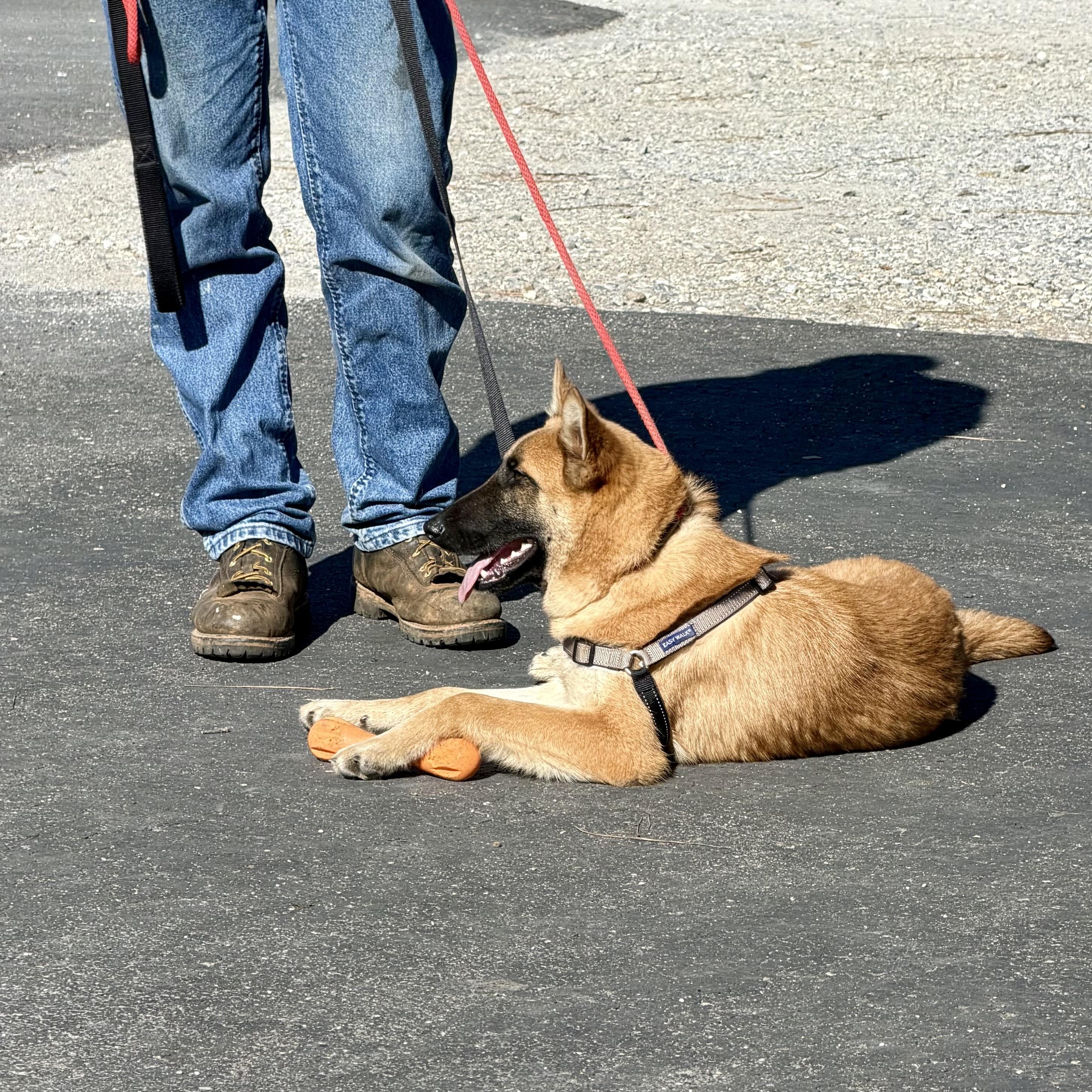 Comet — thumbnail 2