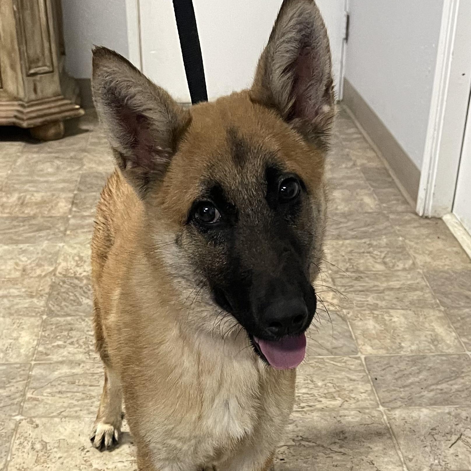 Comet — thumbnail 3