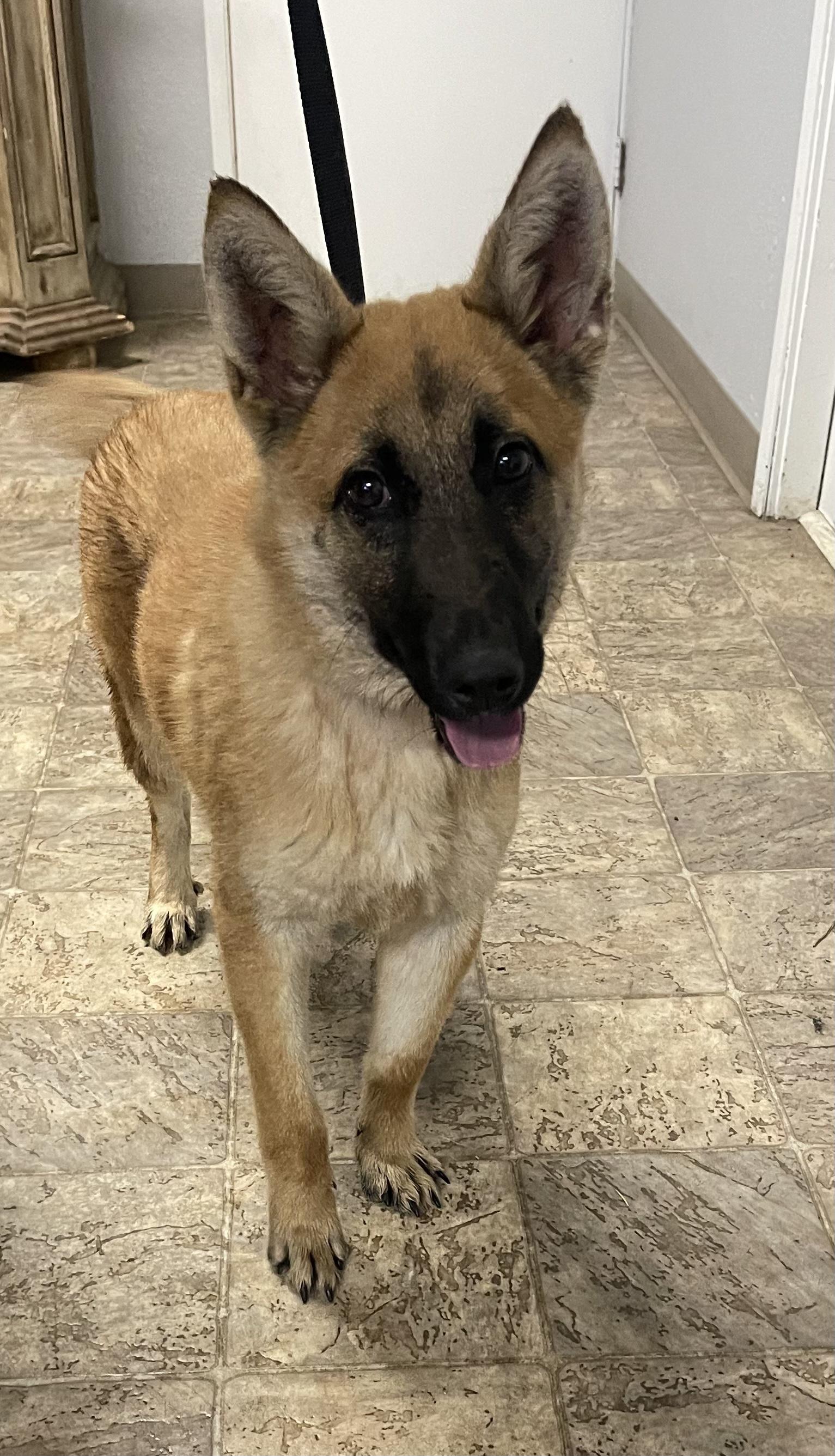 Comet — thumbnail 4