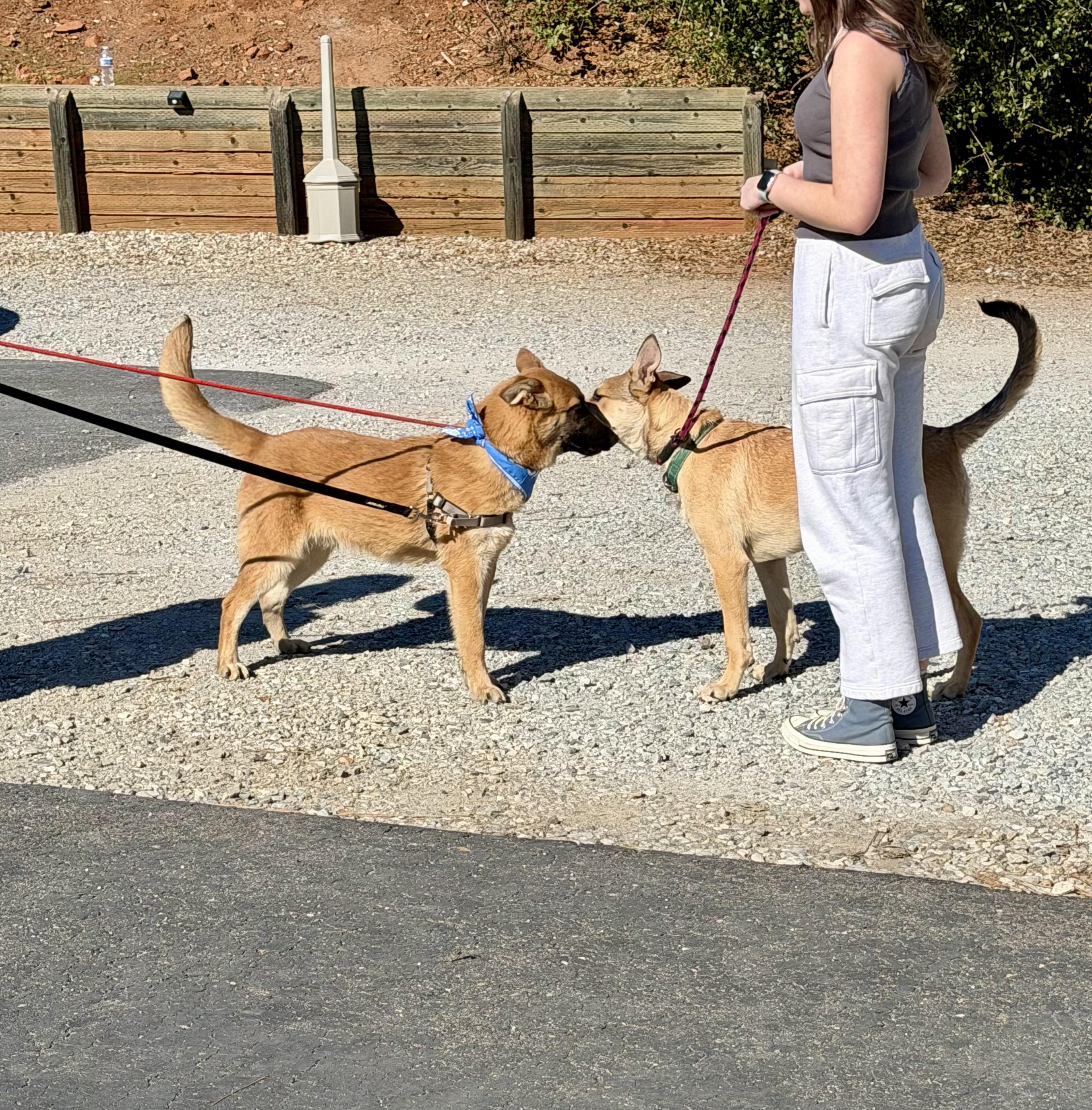 Comet — thumbnail 5