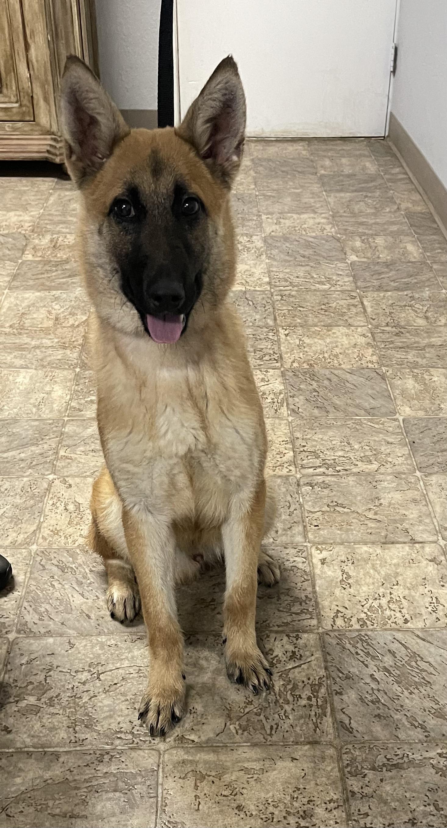 Comet — thumbnail 6