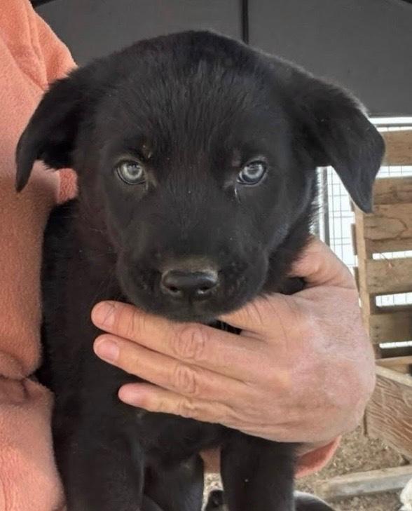 Topaz, Adoptable, Puppy Male Shepherd.