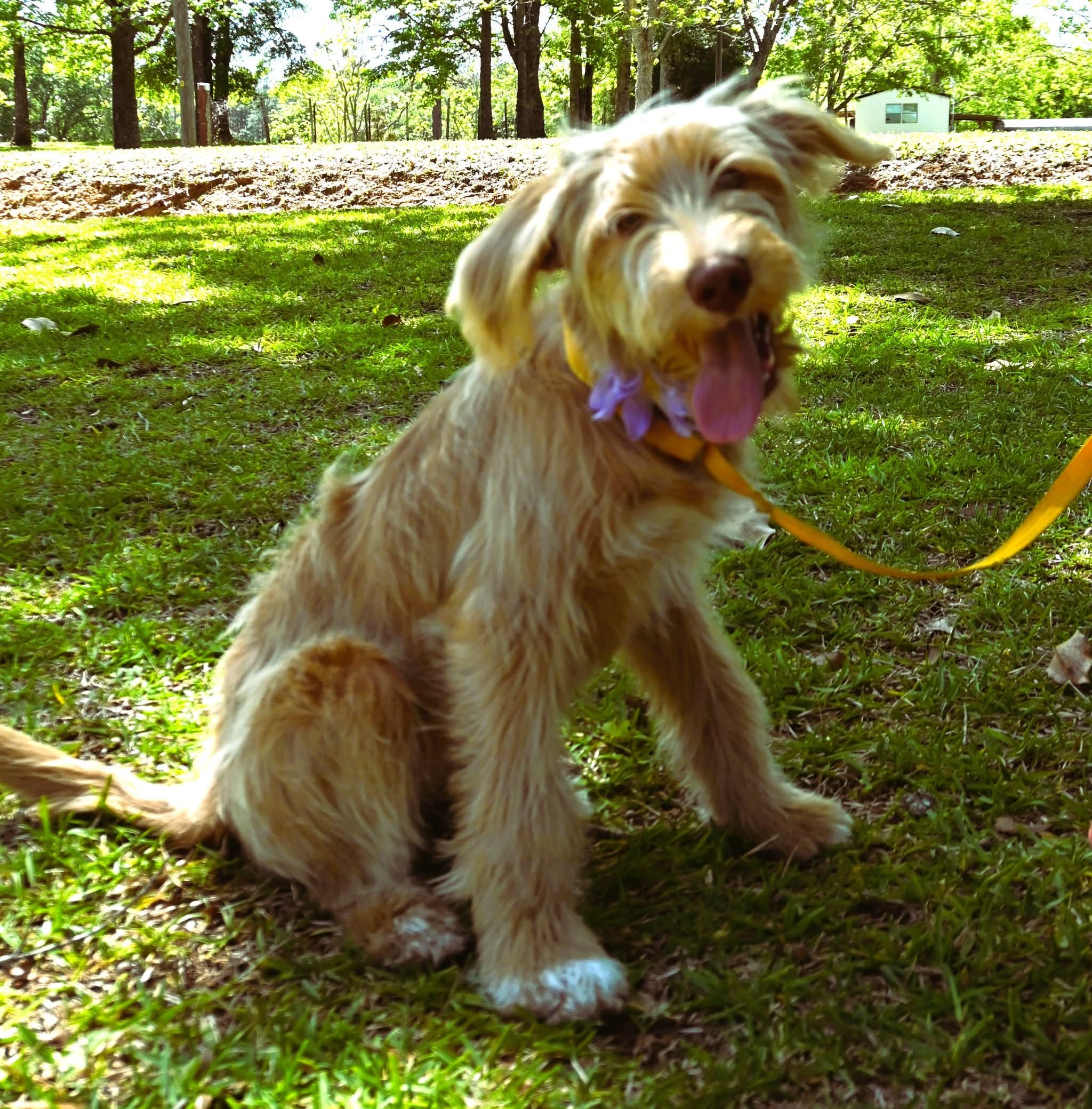 Enlarge Lilly.  (Sweet and FUN!), a Adoptable mixed breed in Mt laurel Township, NJ image 2/5