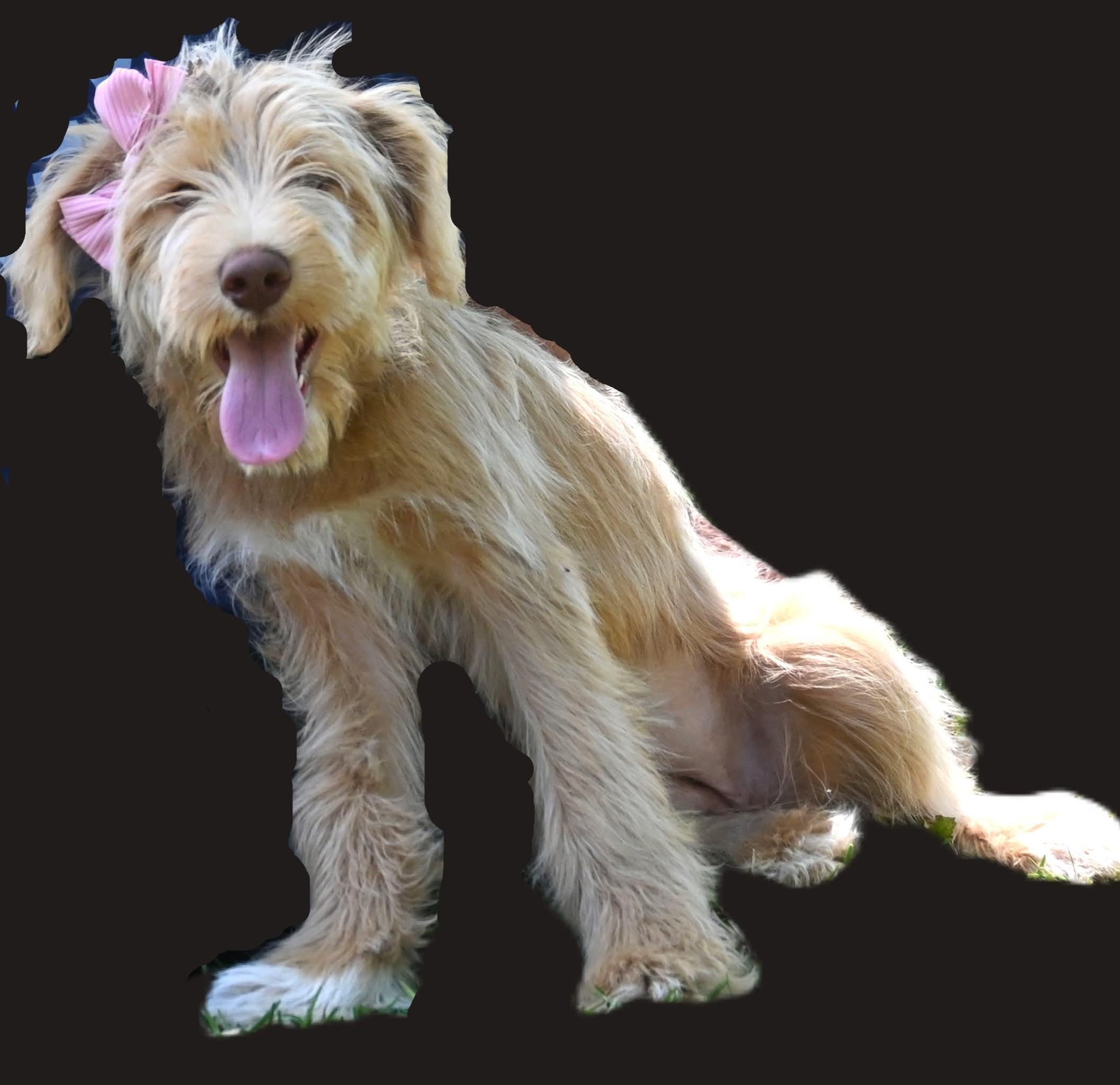 Lilly.  (Sweet and FUN!), Adoptable, Puppy Female Goldendoodle & Schnauzer.