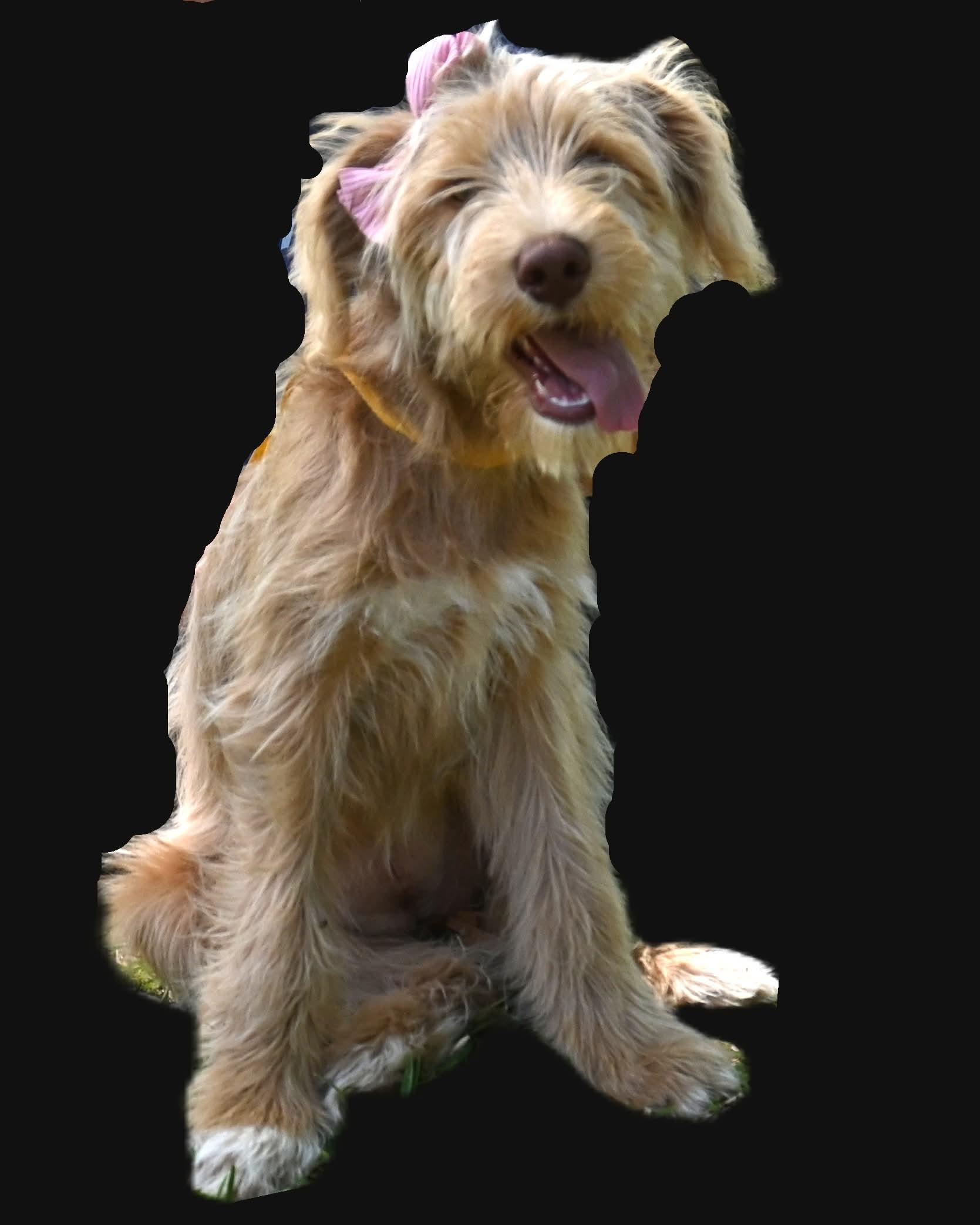 Enlarge Lilly.  (Sweet and FUN!), a Adoptable mixed breed in Mt laurel Township, NJ image 4/5