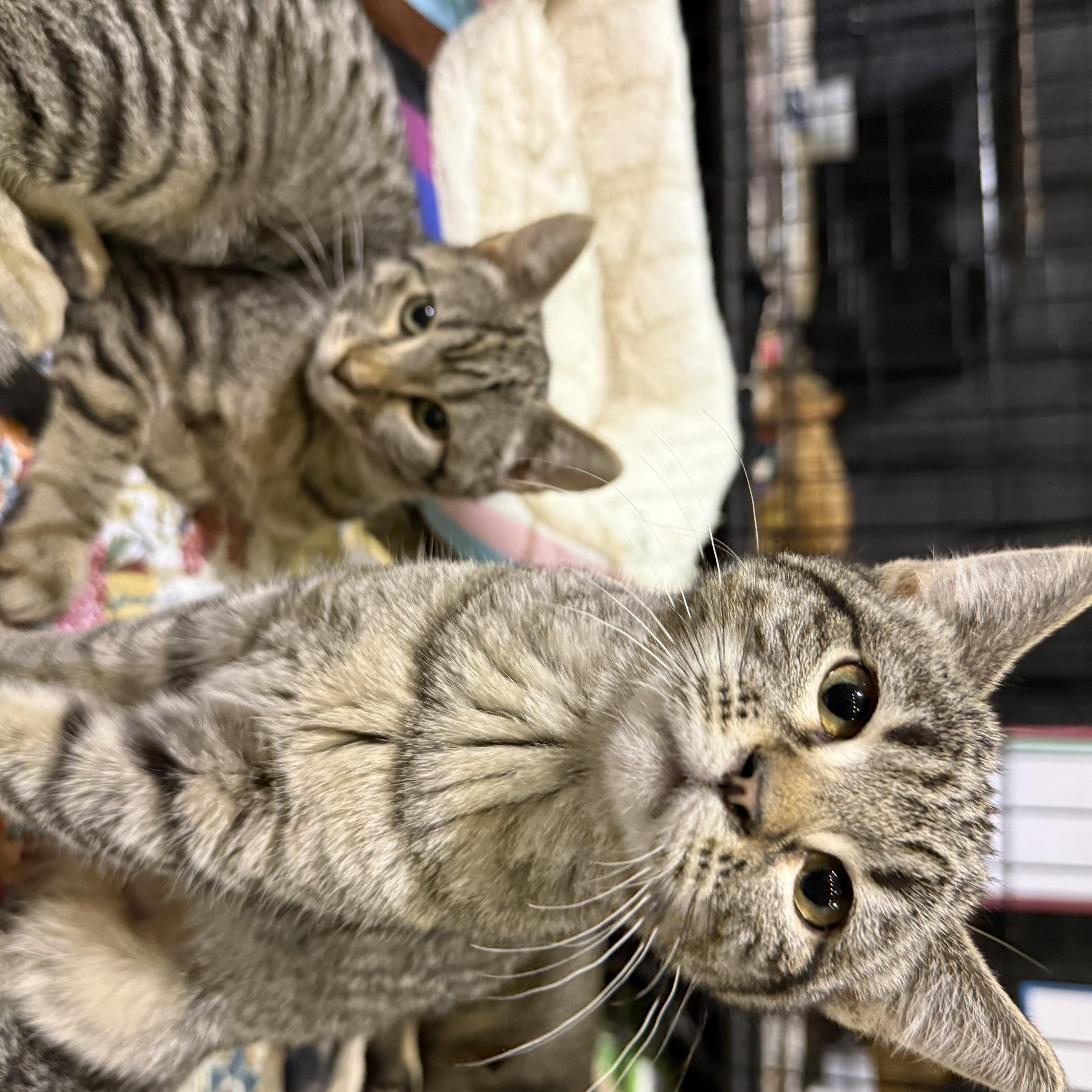 Enlarge WHITE, an adopted Tabby in Lake Ozark, MO image 1/1