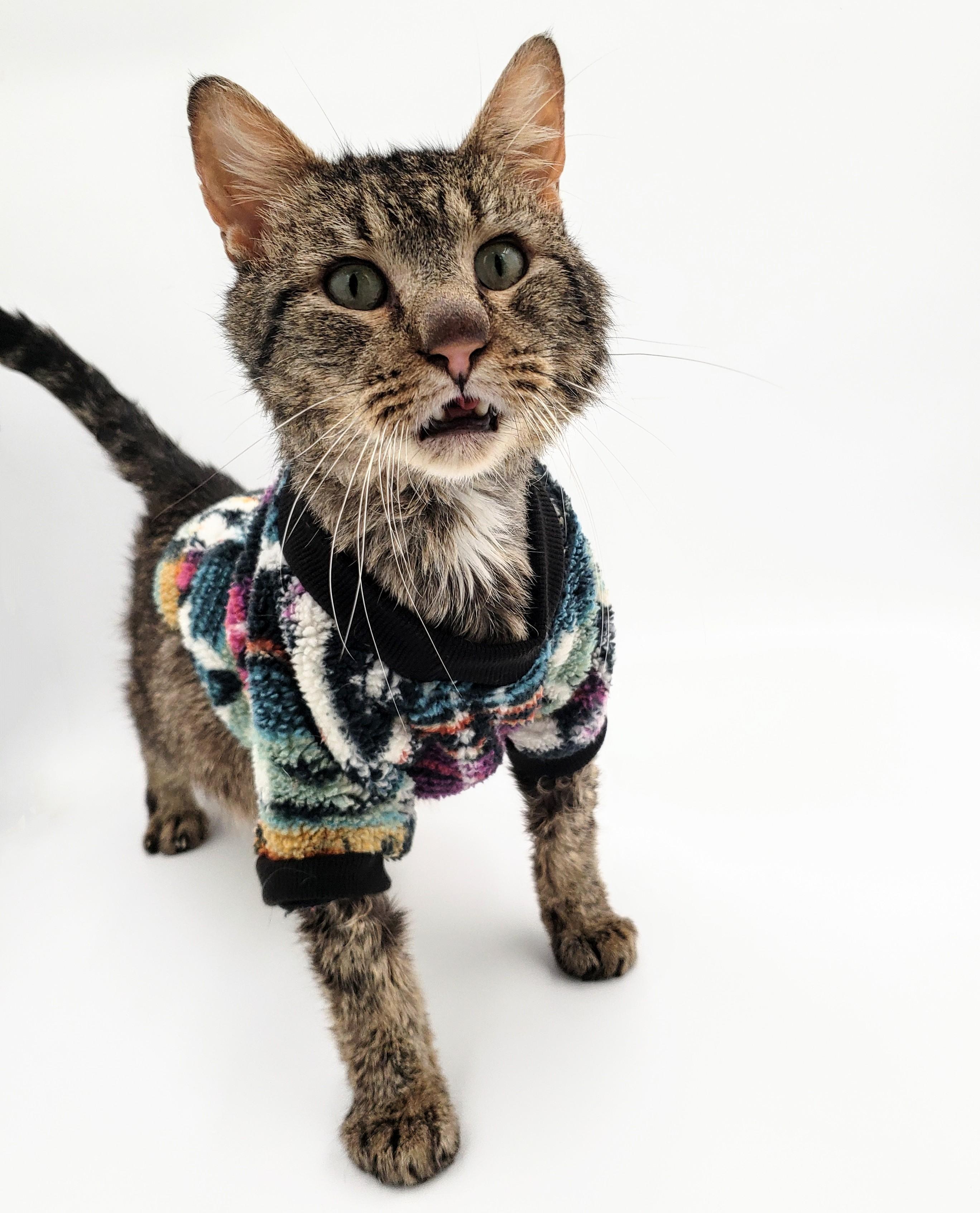 Rudy, an adoptable Domestic Short Hair in Springfield, MO, 65804 | Photo Image 6