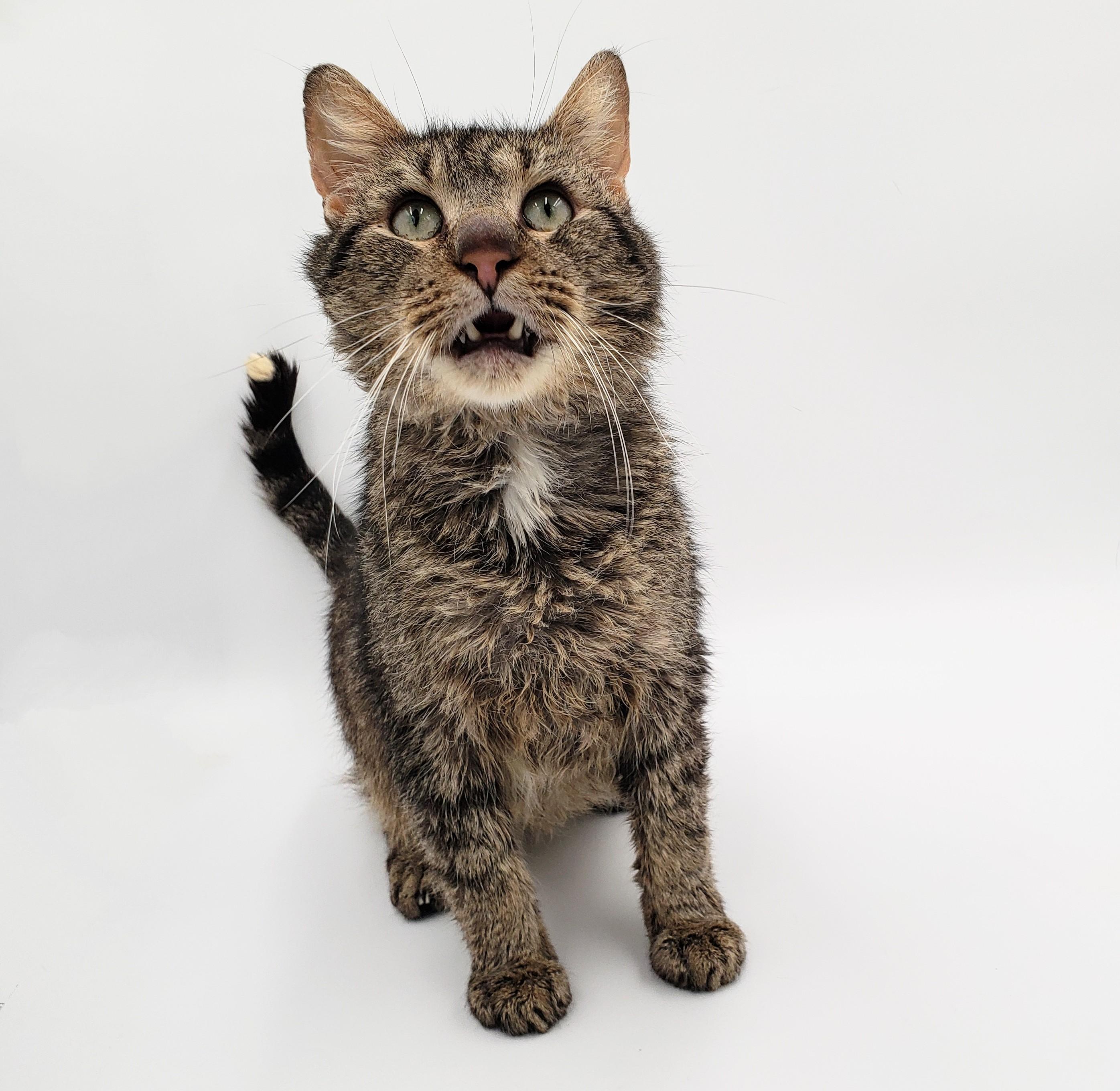 Rudy, an adoptable Domestic Short Hair in Springfield, MO, 65804 | Photo Image 3