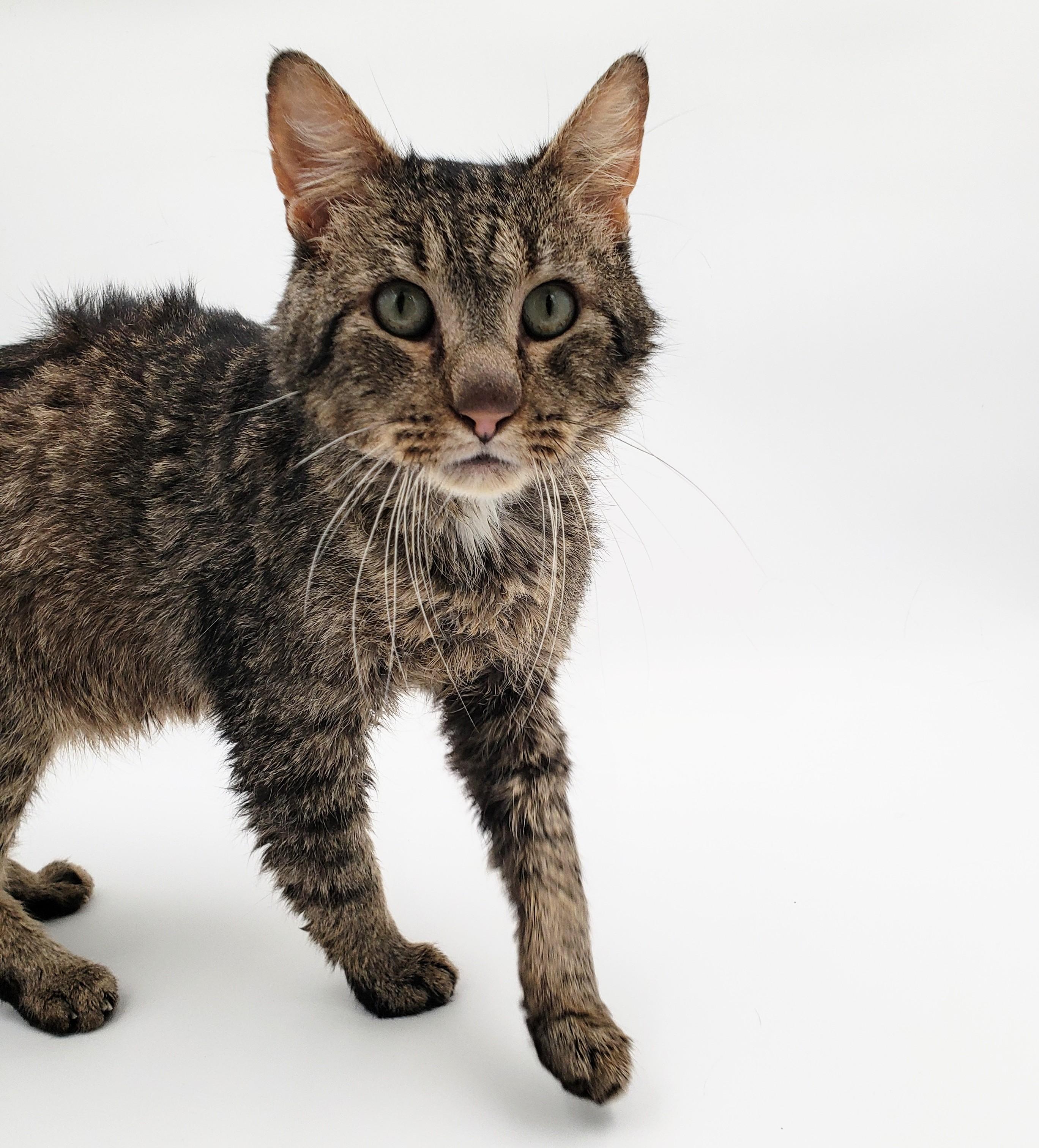 Rudy, an adoptable Domestic Short Hair in Springfield, MO, 65804 | Photo Image 5