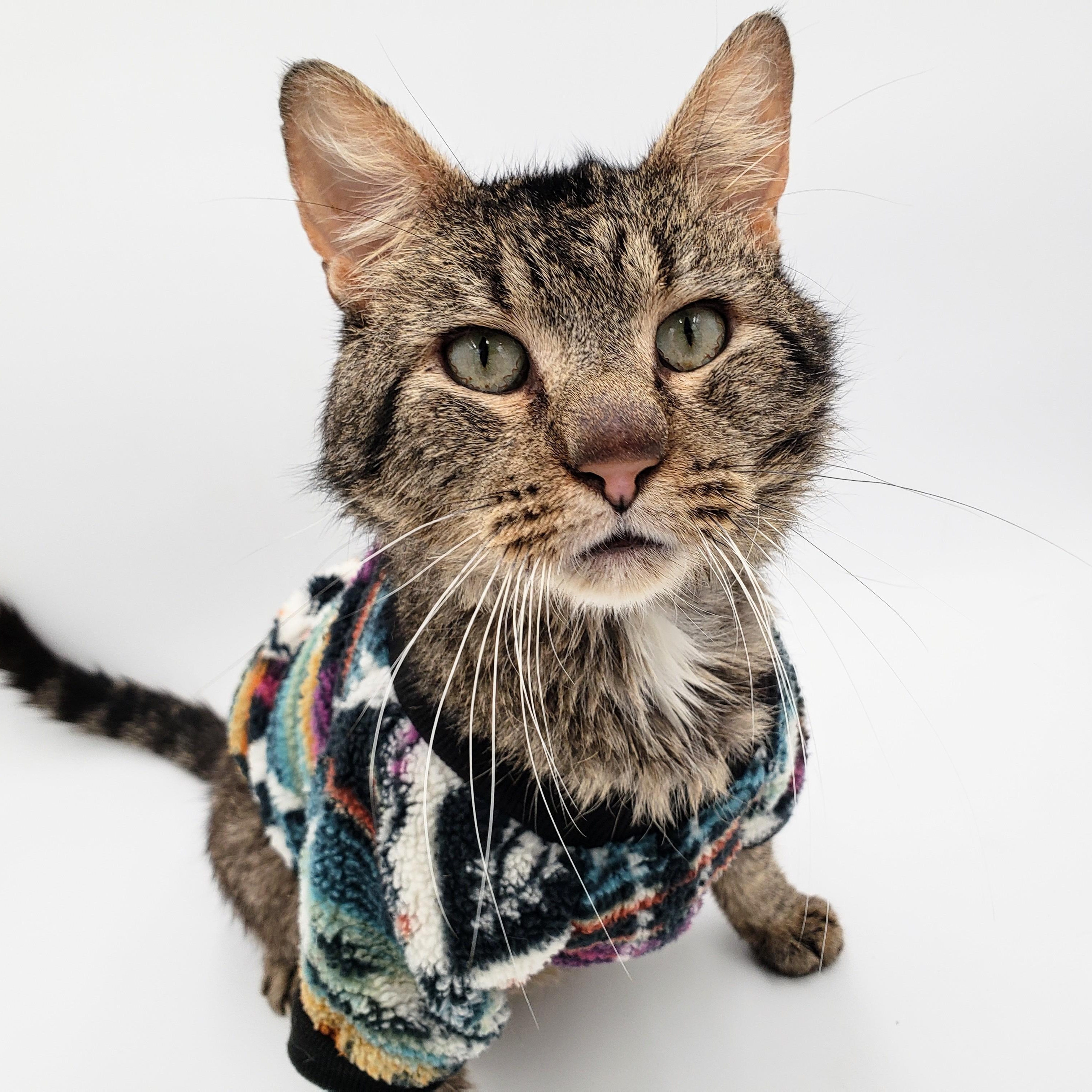 Rudy, an adoptable Domestic Short Hair in Springfield, MO, 65804 | Photo Image 1