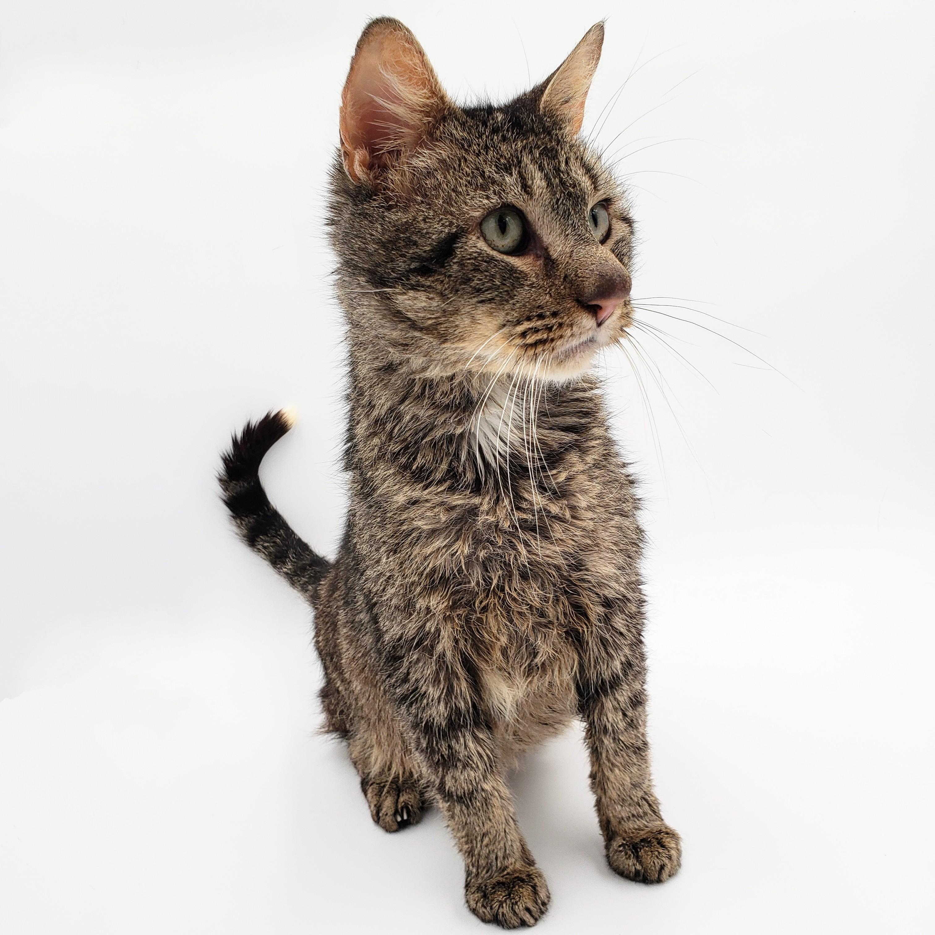 Rudy, an adoptable Domestic Short Hair in Springfield, MO, 65804 | Photo Image 2