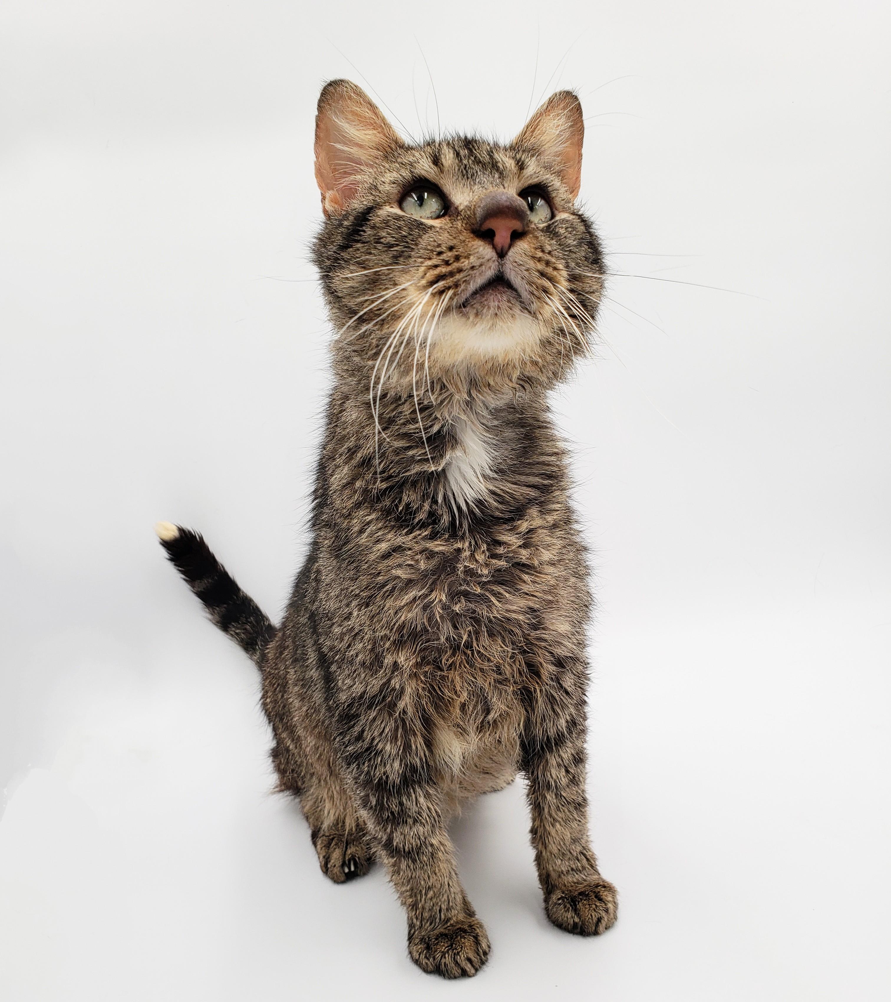 Rudy, an adoptable Domestic Short Hair in Springfield, MO, 65804 | Photo Image 4