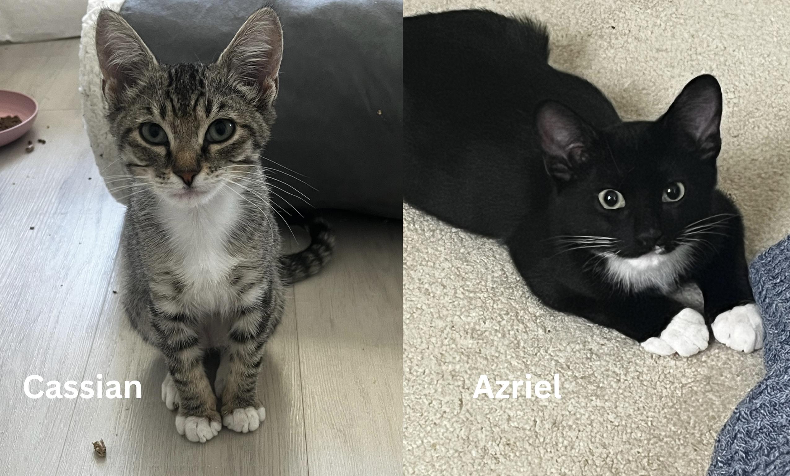 Cassian & Azriel - bonded brothers, adoptable, Young Male Tuxedo.