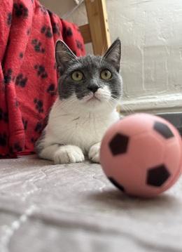 Jolie, Adoptable, Kitten Female Domestic Short Hair.
