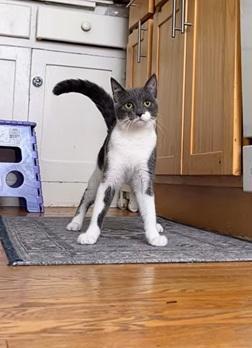 Enlarge Jolie, a Adoptable Domestic Short Hair in San Francisco, CA image 2/6