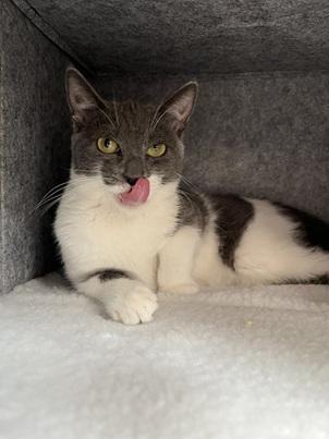 Enlarge Jolie, a Adoptable Domestic Short Hair in San Francisco, CA image 3/6