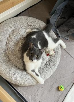 Enlarge Jolie, a Adoptable Domestic Short Hair in San Francisco, CA image 4/6