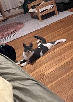 Enlarge Jolie, a Adoptable Domestic Short Hair in San Francisco, CA image 5/6