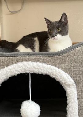 Enlarge Jolie, a Adoptable Domestic Short Hair in San Francisco, CA image 6/6