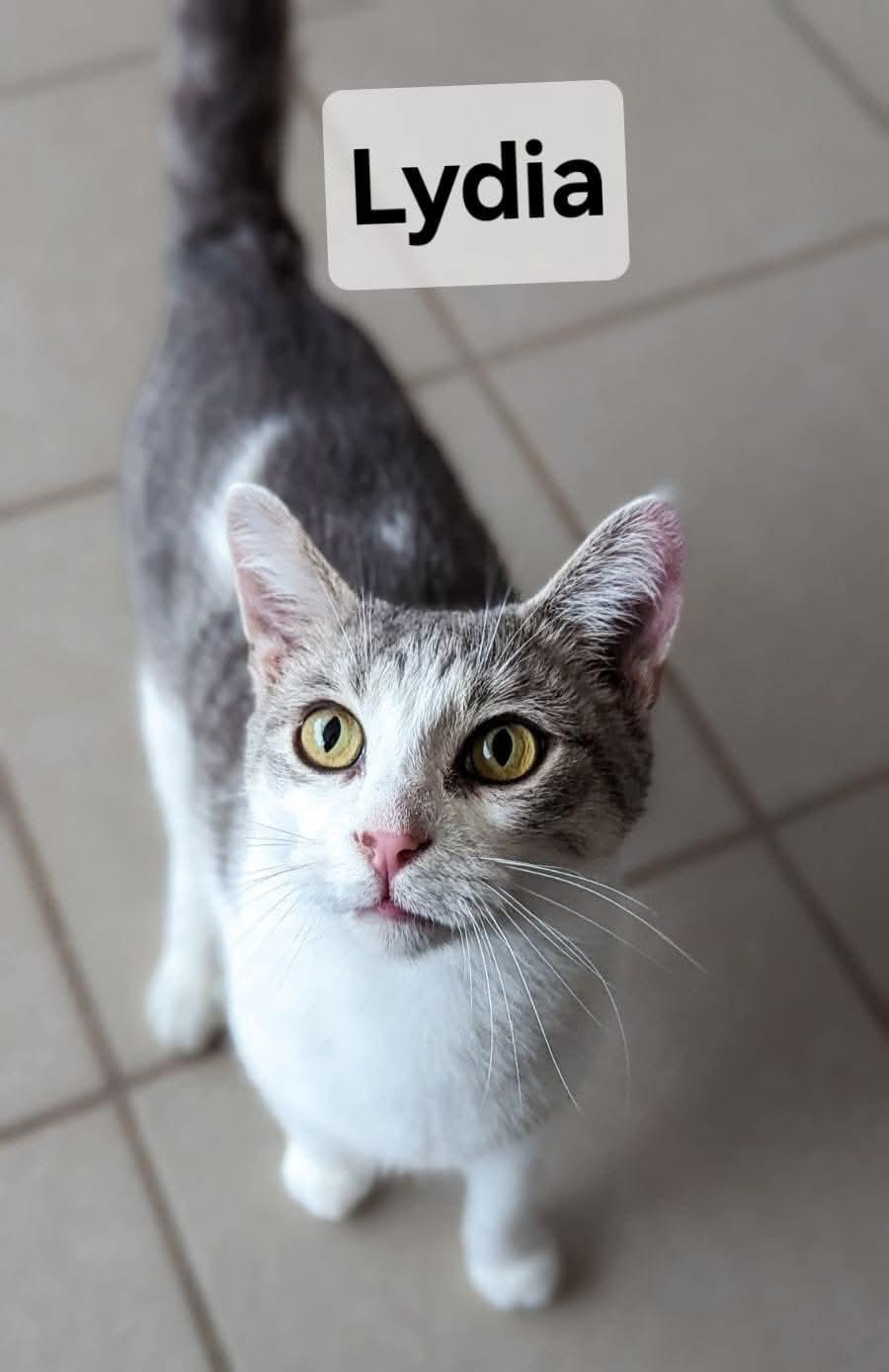 Lydia, a Adoptable Domestic Short Hair in New Baltimore, MI image 2/3