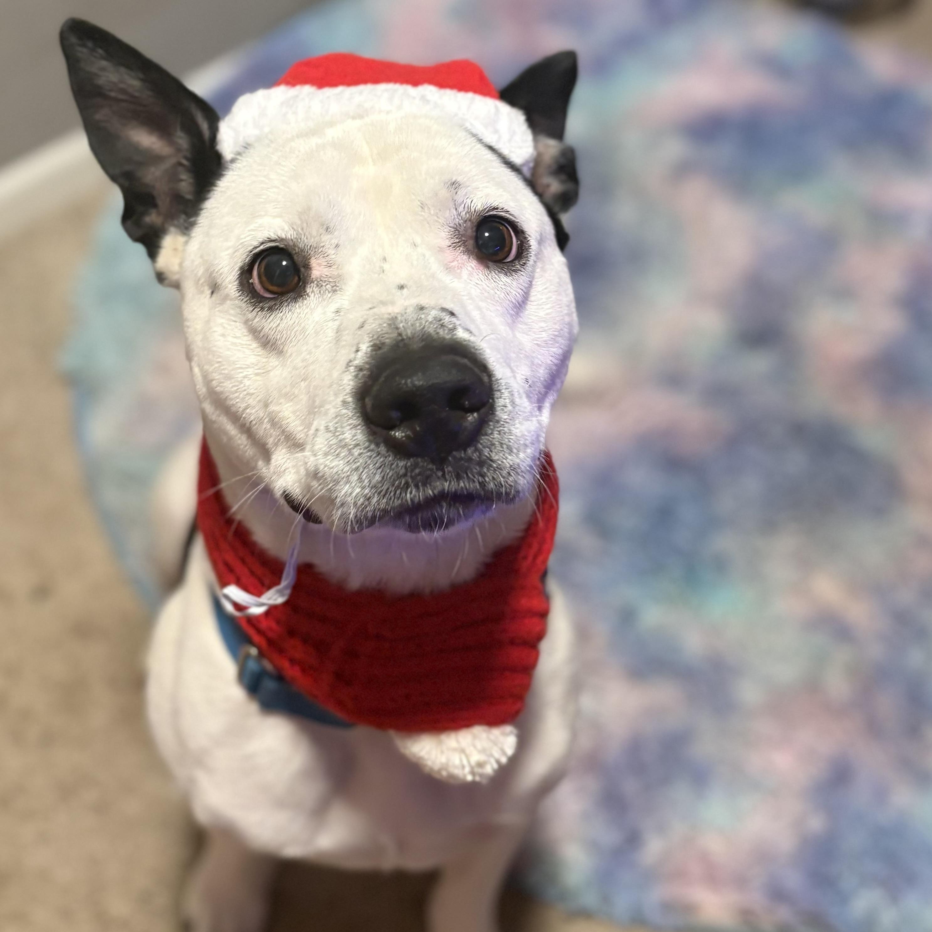 Bolt, a Adoptable mixed breed in Krum, TX image 1/6