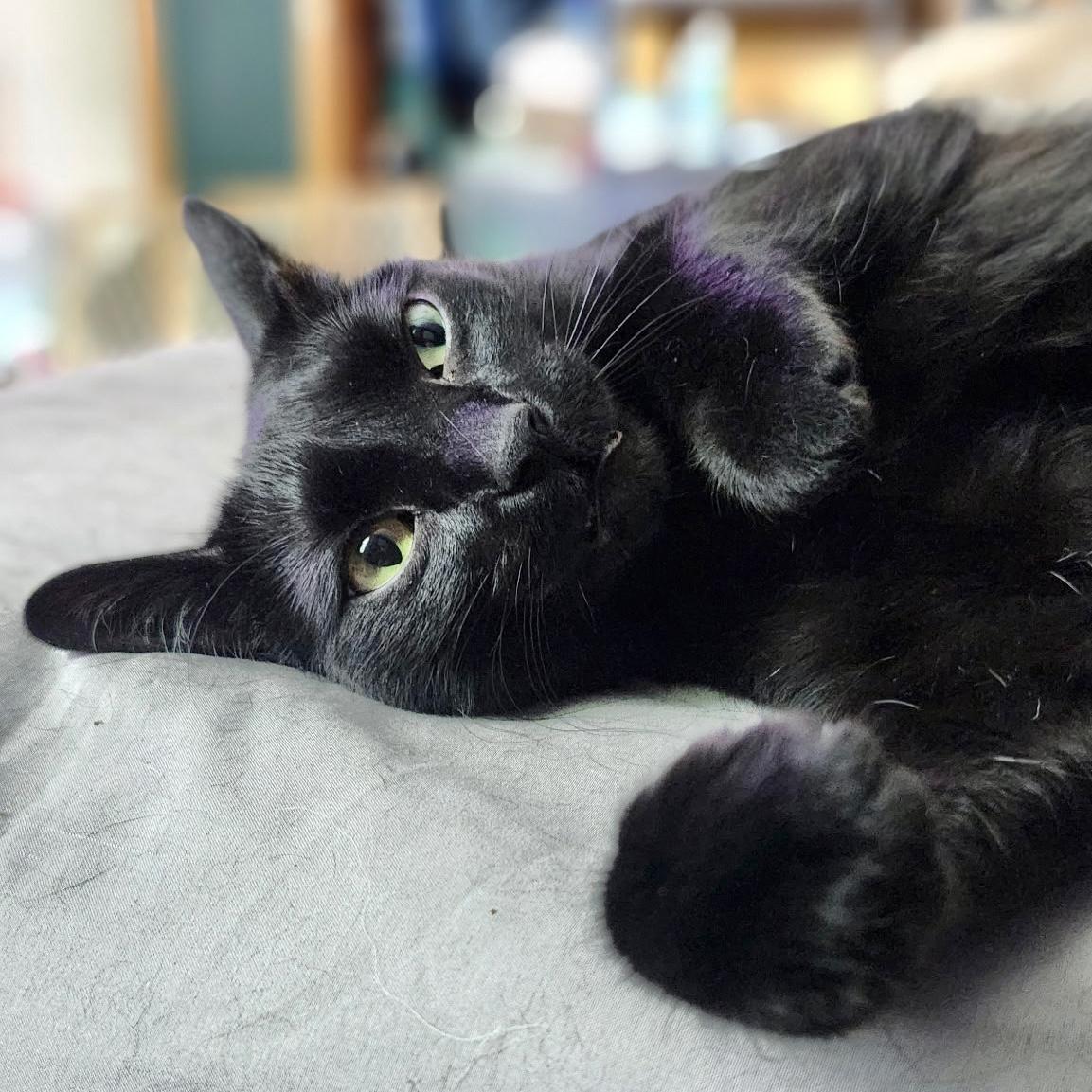 Sable, Adult Female unknown