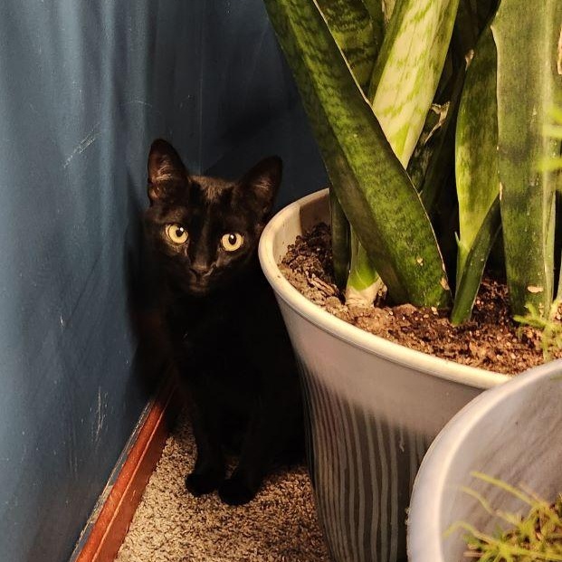 Sable, a Adoptable Domestic Short Hair in Tulsa, OK image 2/4