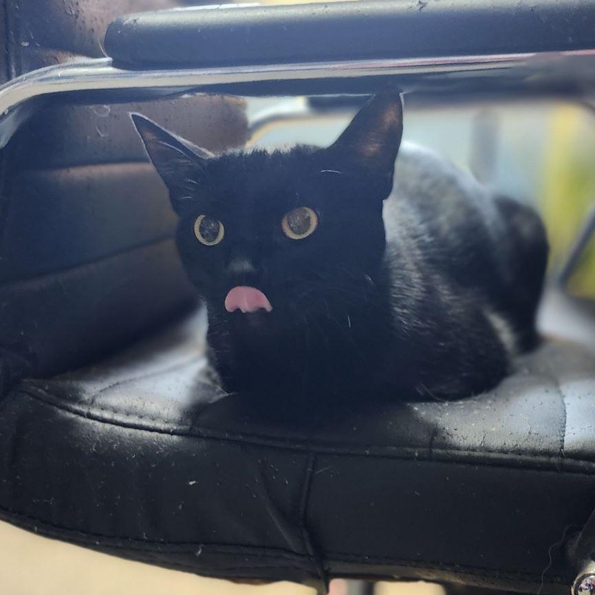 Sable, a Adoptable Domestic Short Hair in Tulsa, OK image 4/4