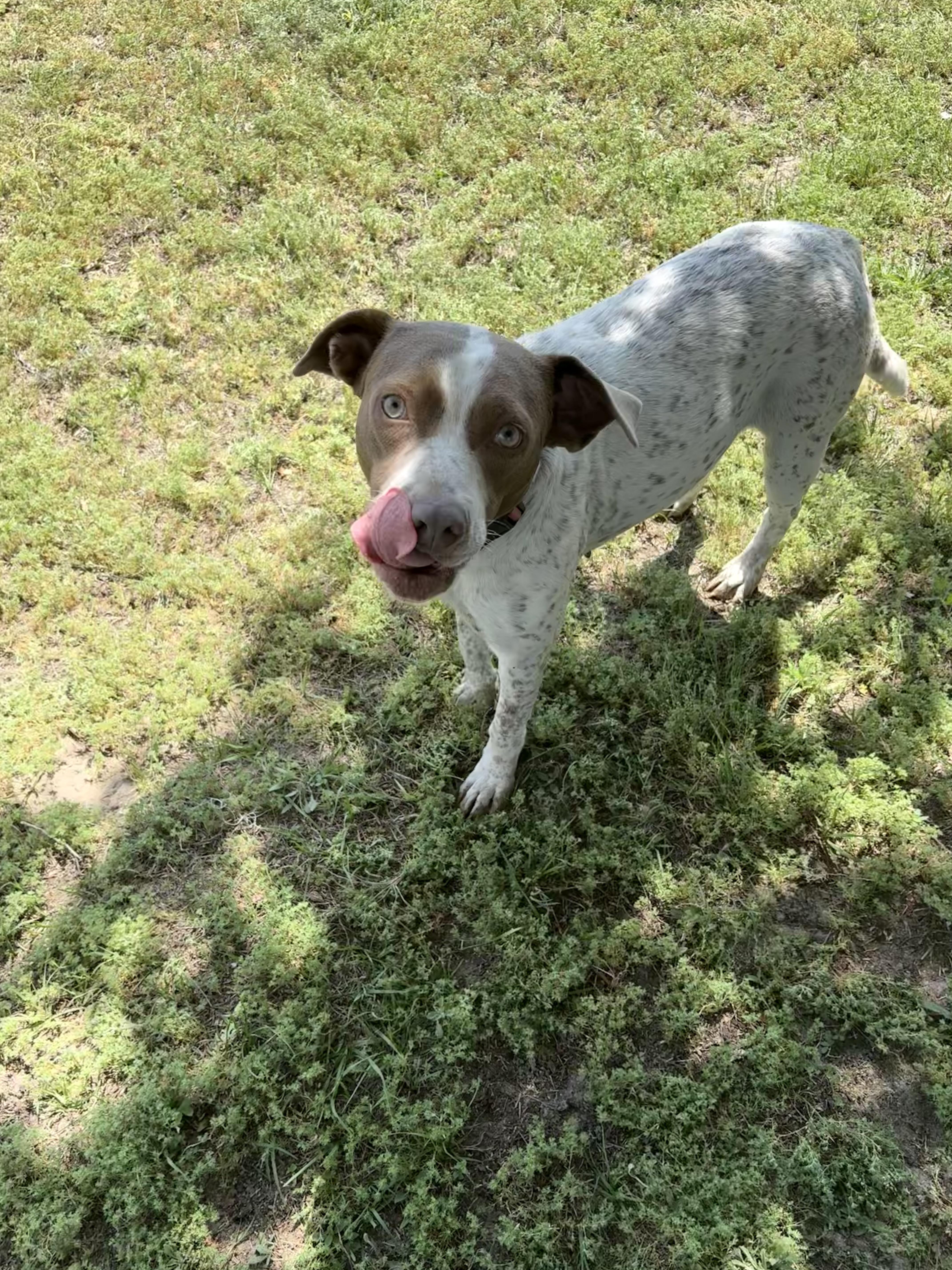 Enlarge Dottie, a ADOPTABLE mixed breed in Valdosta, GA image 1/3
