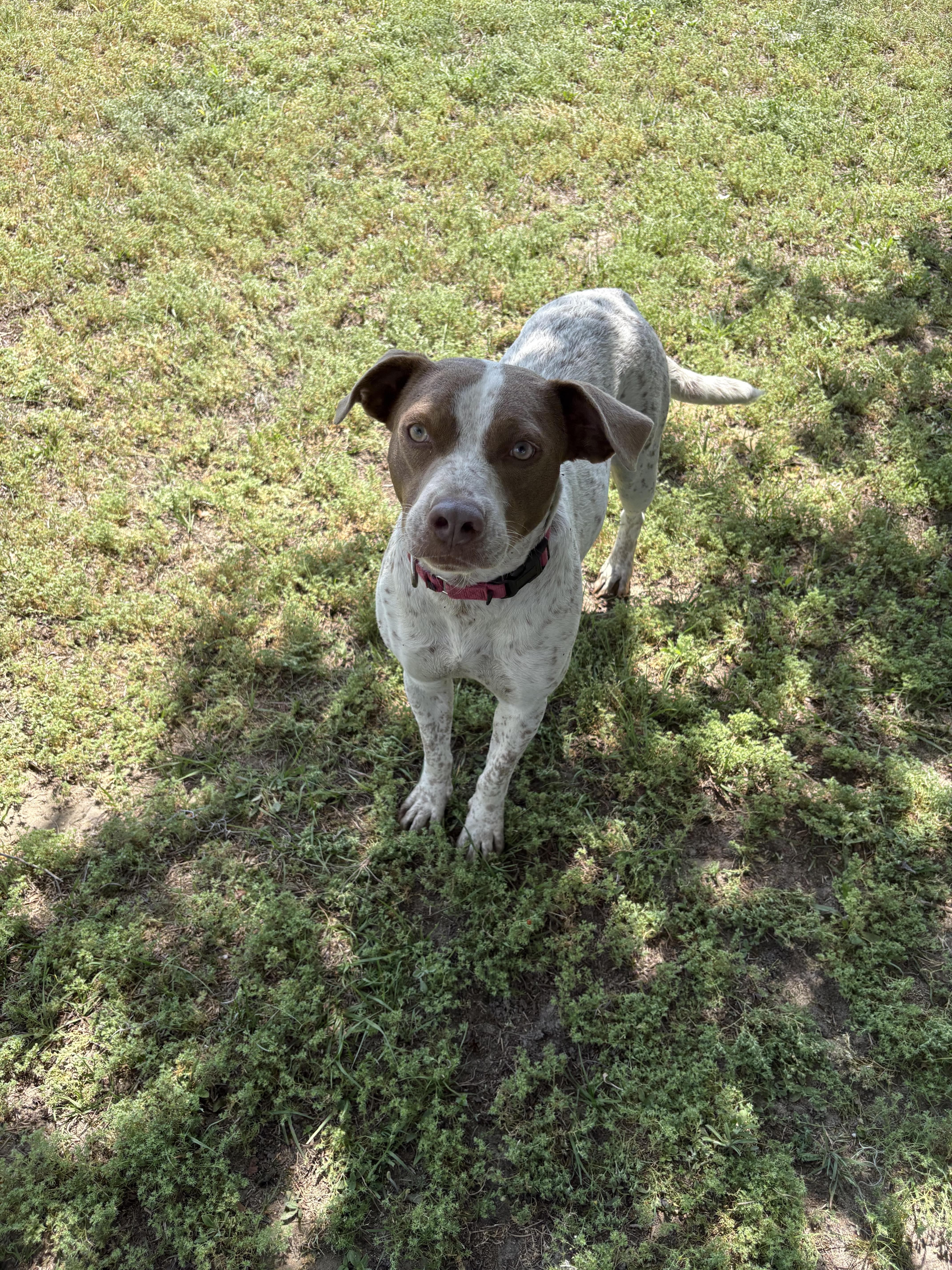 Enlarge Dottie, a ADOPTABLE mixed breed in Valdosta, GA image 2/3