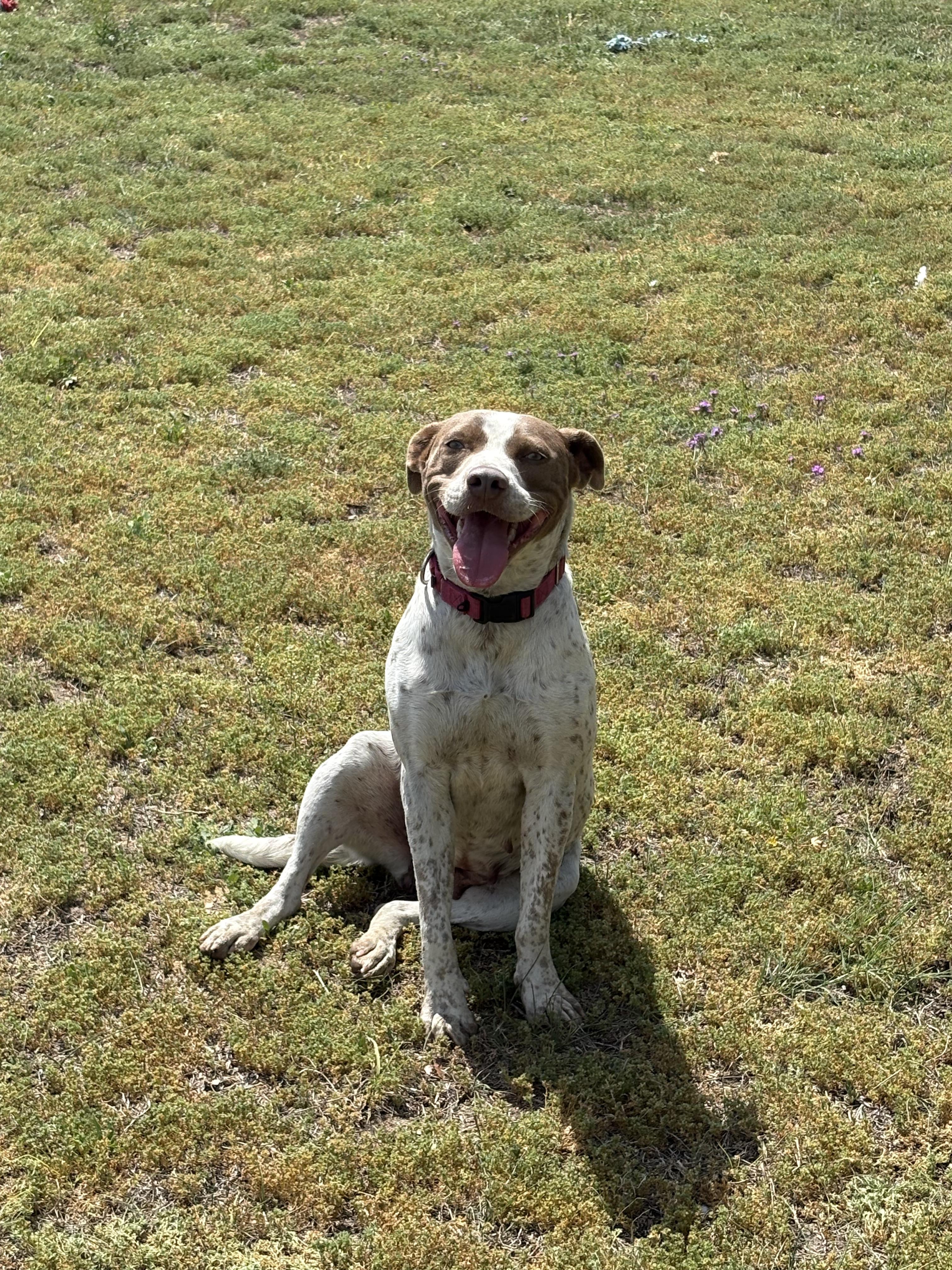 Enlarge Dottie, a ADOPTABLE mixed breed in Valdosta, GA image 3/3