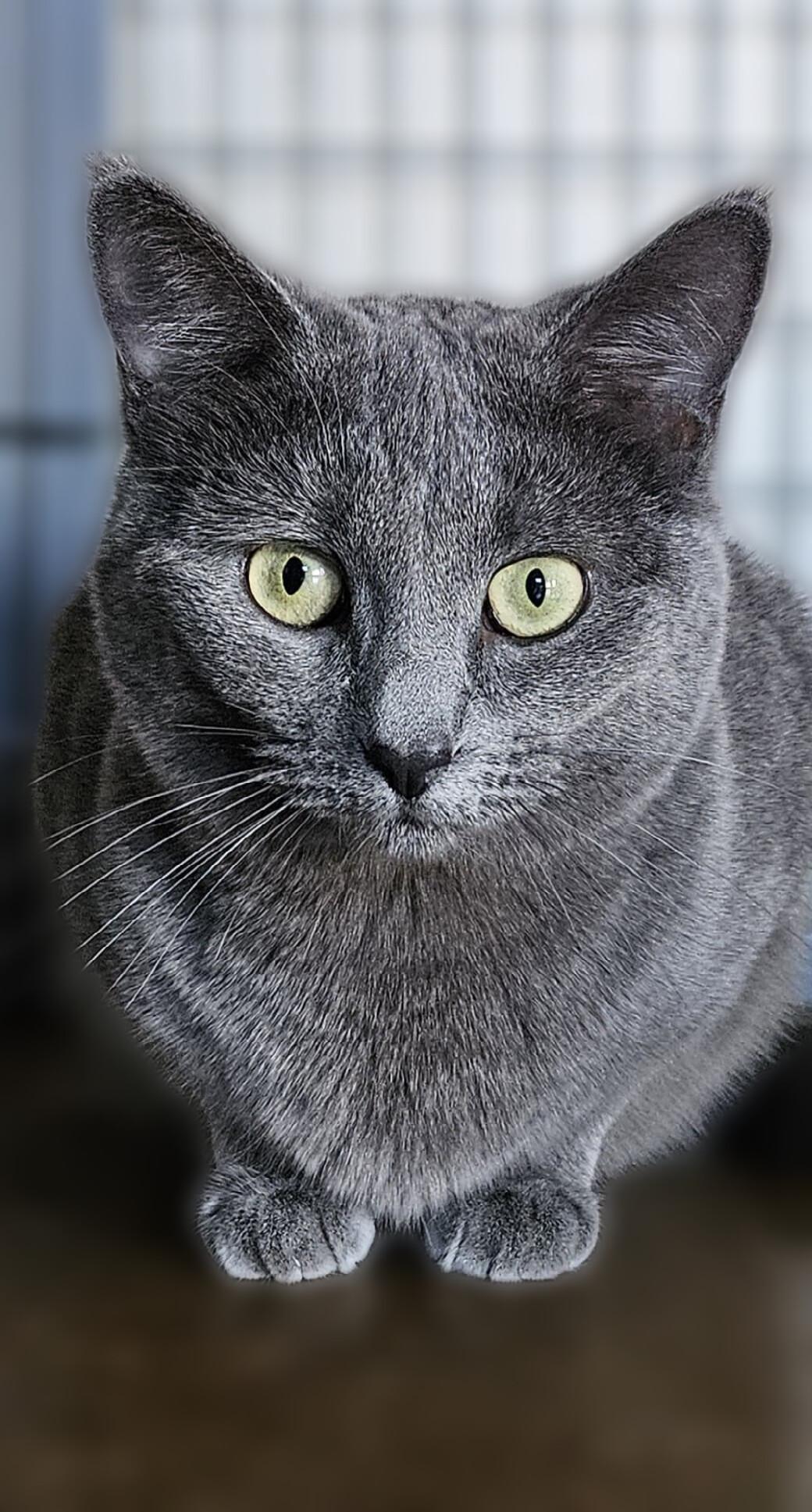 Enlarge V, a ADOPTABLE Domestic Short Hair in Scottsdale, AZ image 2/4