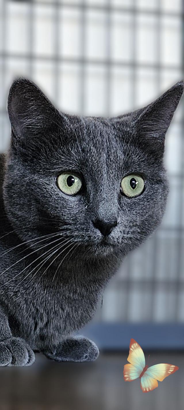 Enlarge V, a ADOPTABLE Domestic Short Hair in Scottsdale, AZ image 4/4